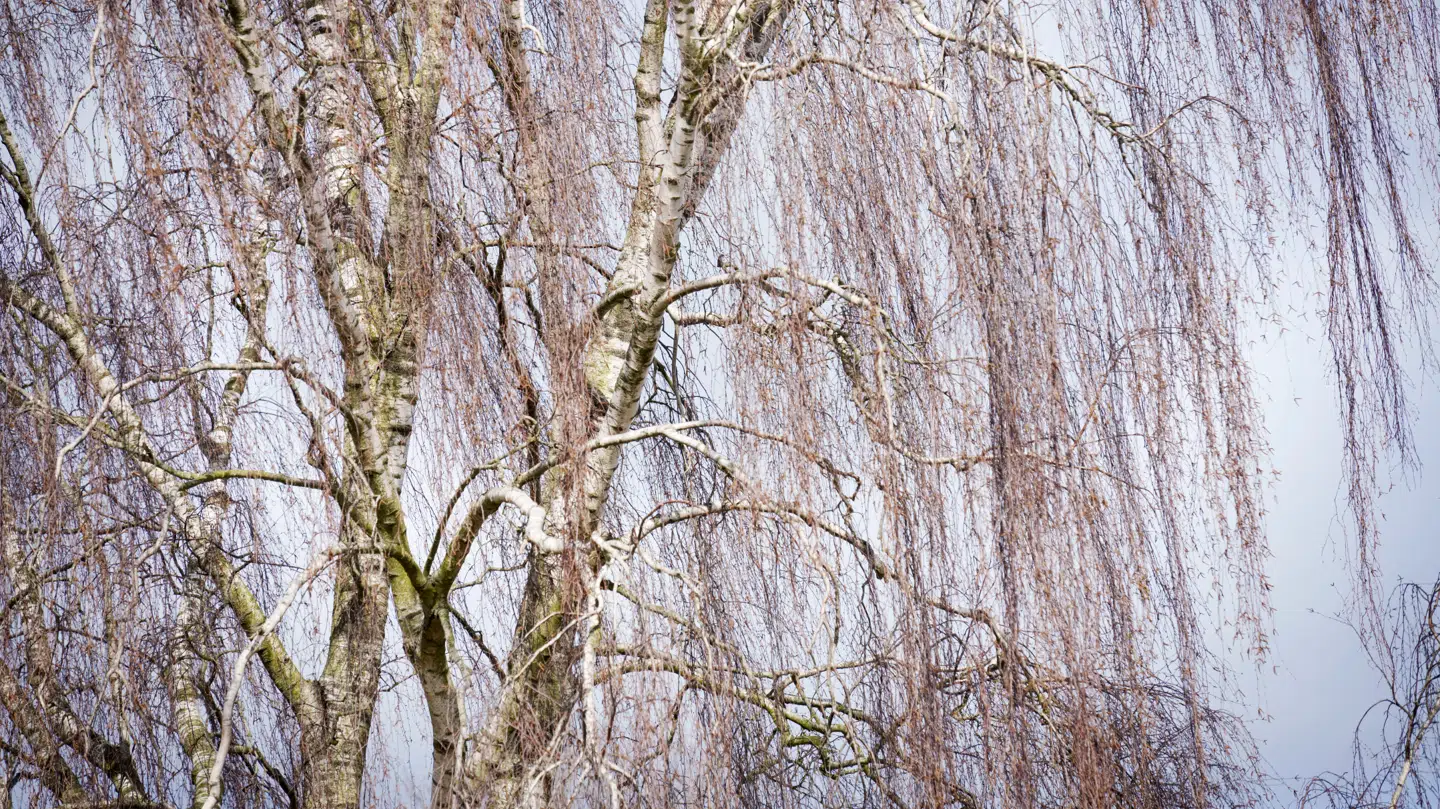 Birketræets blomster sidder i lange rakler, og når de springer ud, afgiver de store mængder birkepollen i en kort men intens periode, der ofte strækker sig fra begyndelsen af april til slutningen af maj.