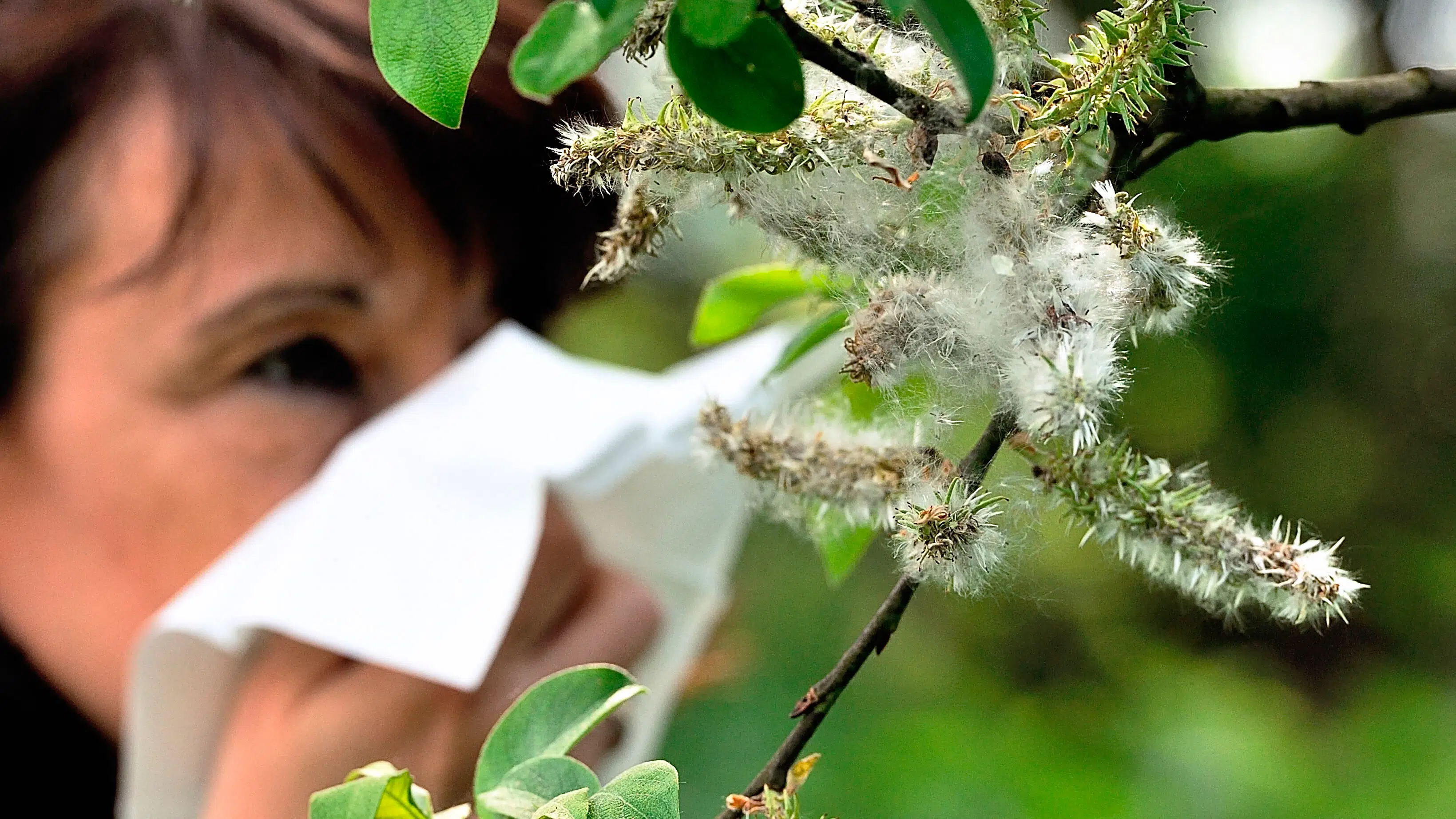 Forsker giver fire gode råd til pollen-allergikere