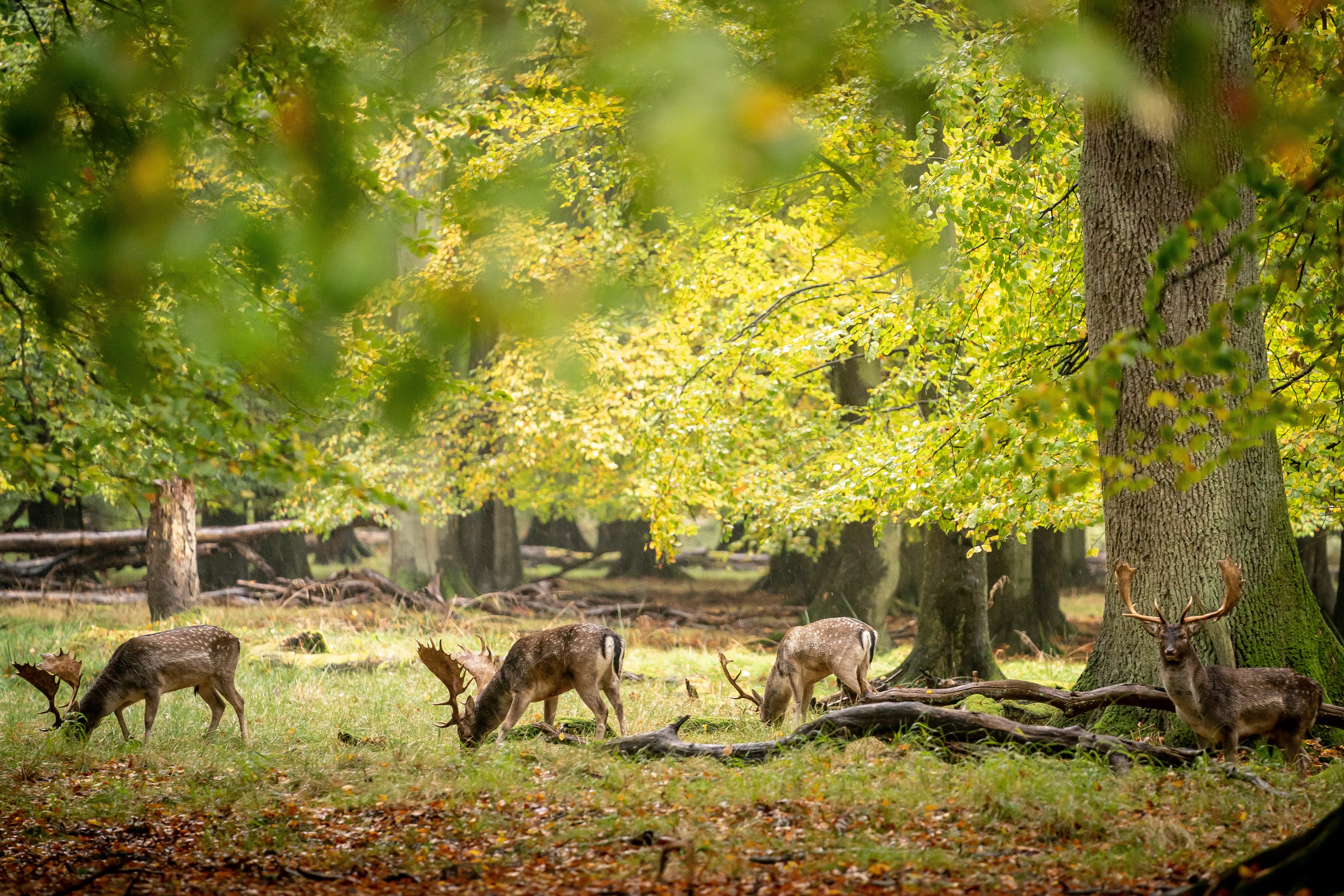 Vi har misforstået, hvad »natur« er. Dens sande styrke ligger i at lade os »afselve«