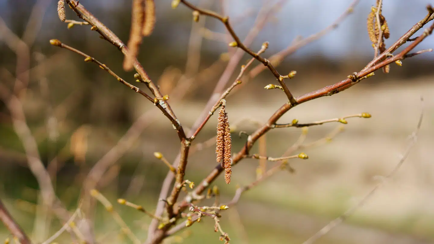 Ifølge Astma-Allergi Danmark døjer omkring en million danskere med pollenallergi, skriver DR.