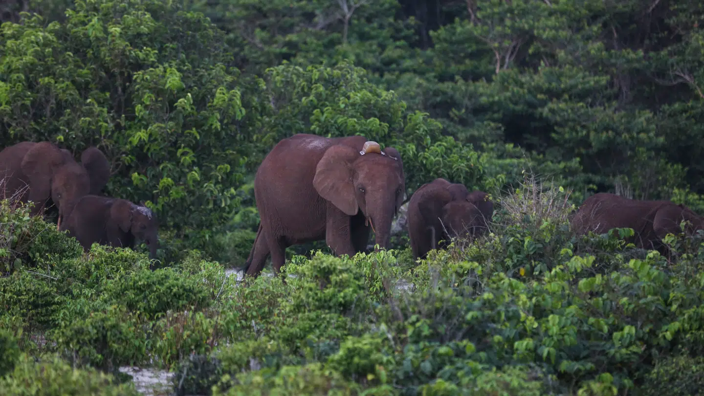 Elefanter i Gabon.