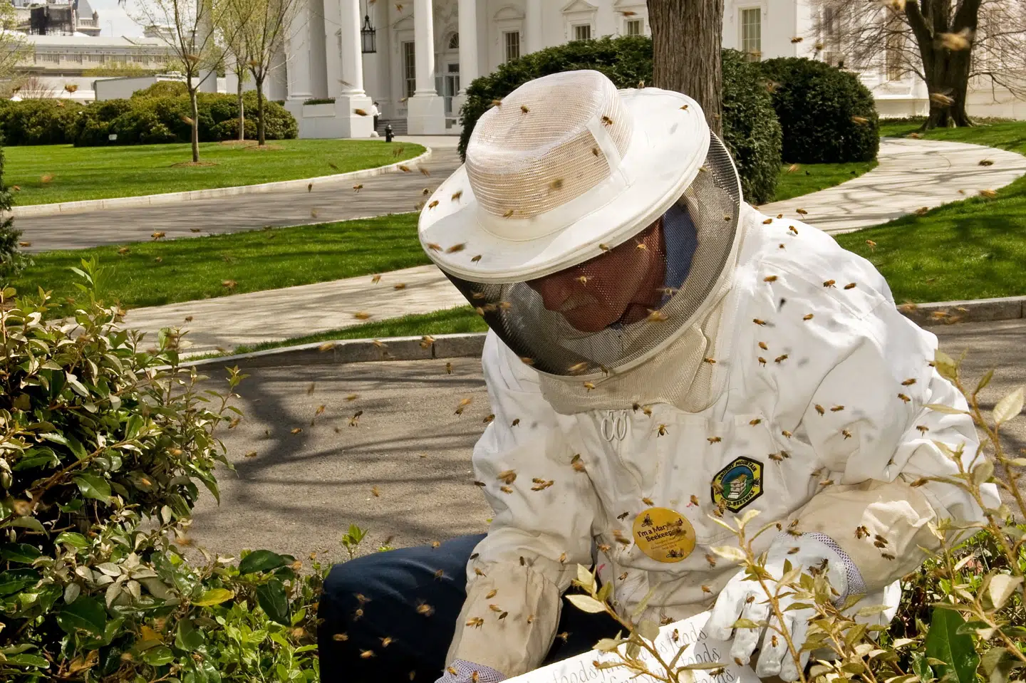 Der har i en lang årrække været bistader i haven uden for Det Hvide Hus. Mandag får kong Charles og dronning Camilla staderne at se, når de kommer på besøg hos det amerikanske præsidentpar. (Arkivfoto).