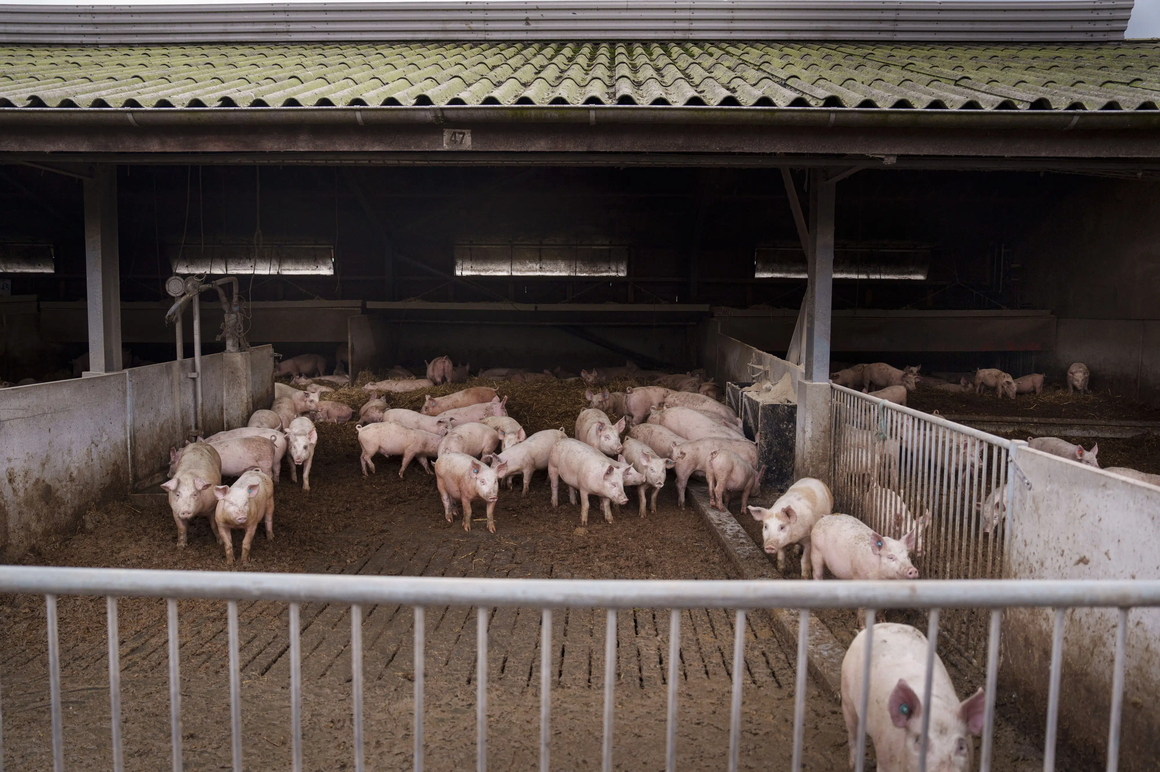 Organisationer kræver strammere kontrol efter kras grisekritik