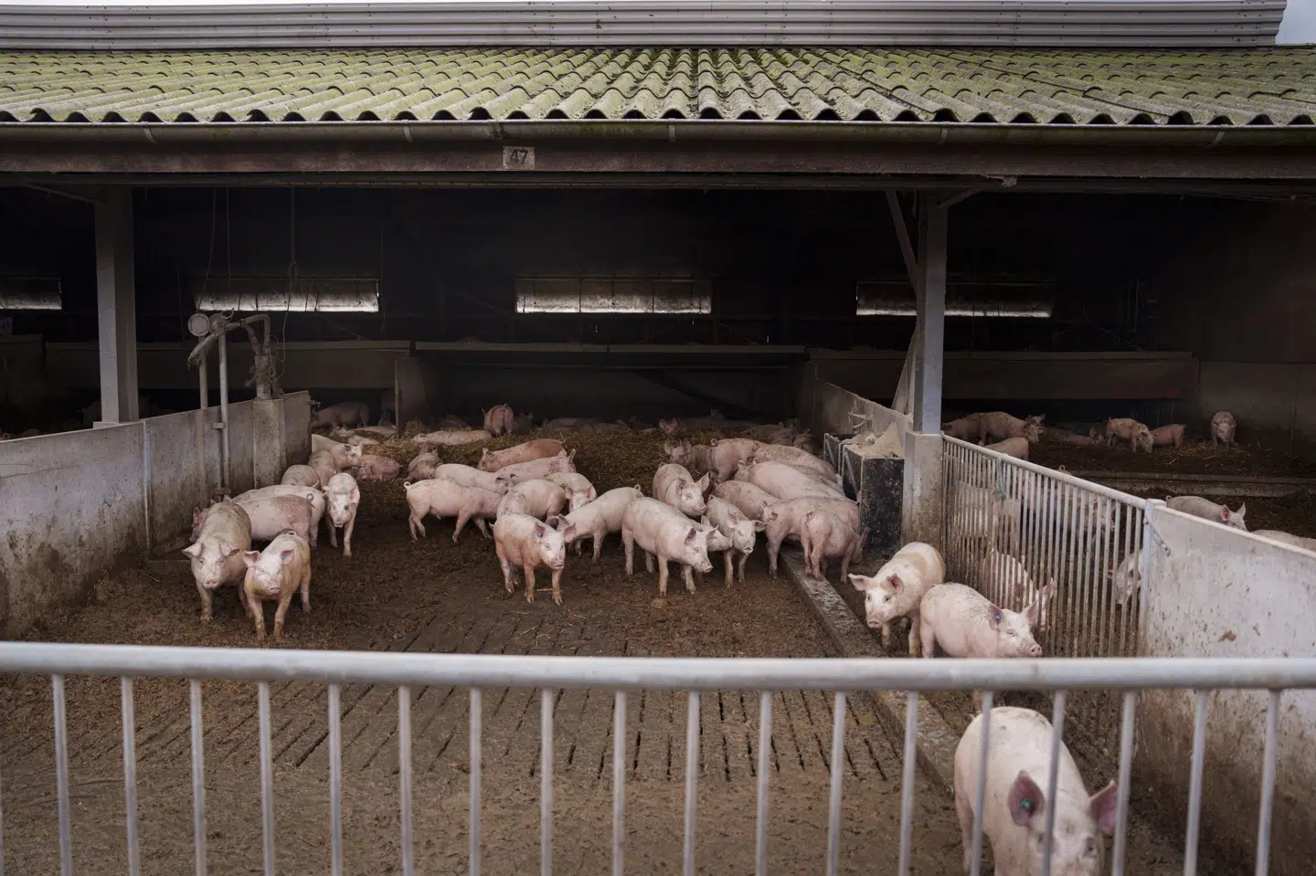 Der er tegn på, at sanktioner ikke bliver skærpet, selv når de samme griseproducenter bryder reglerne gentagne gange, lyder det fra Statsrevisorerne. (Arkivfoto).