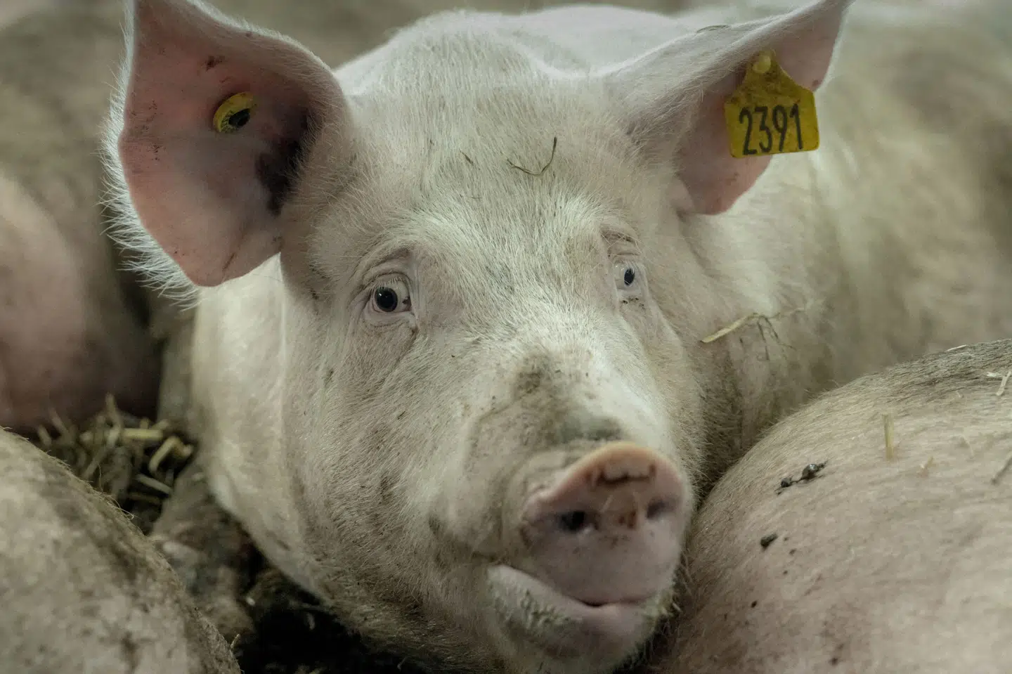 Når regler for grises velfærd overtrædes får svineproducenter ifølge Rigsrevisionen oftest ingen eller den mildeste sanktion. (Arkivfoto).
