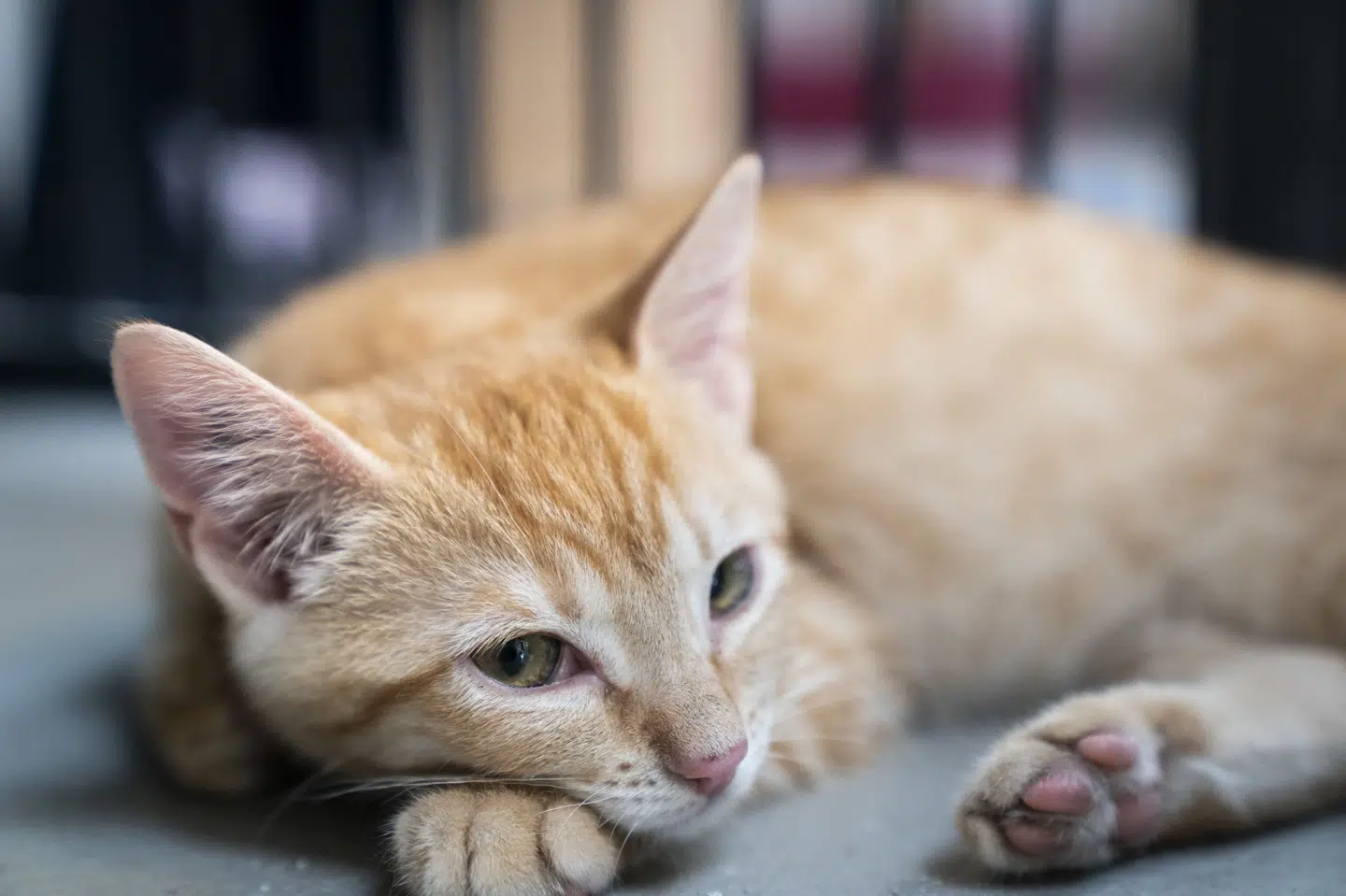 ID-mærkning og registrering af katte bliver fremover et lovkrav, på samme måde som det allerede er gældende for hunde herhjemme. (Arkivfoto).