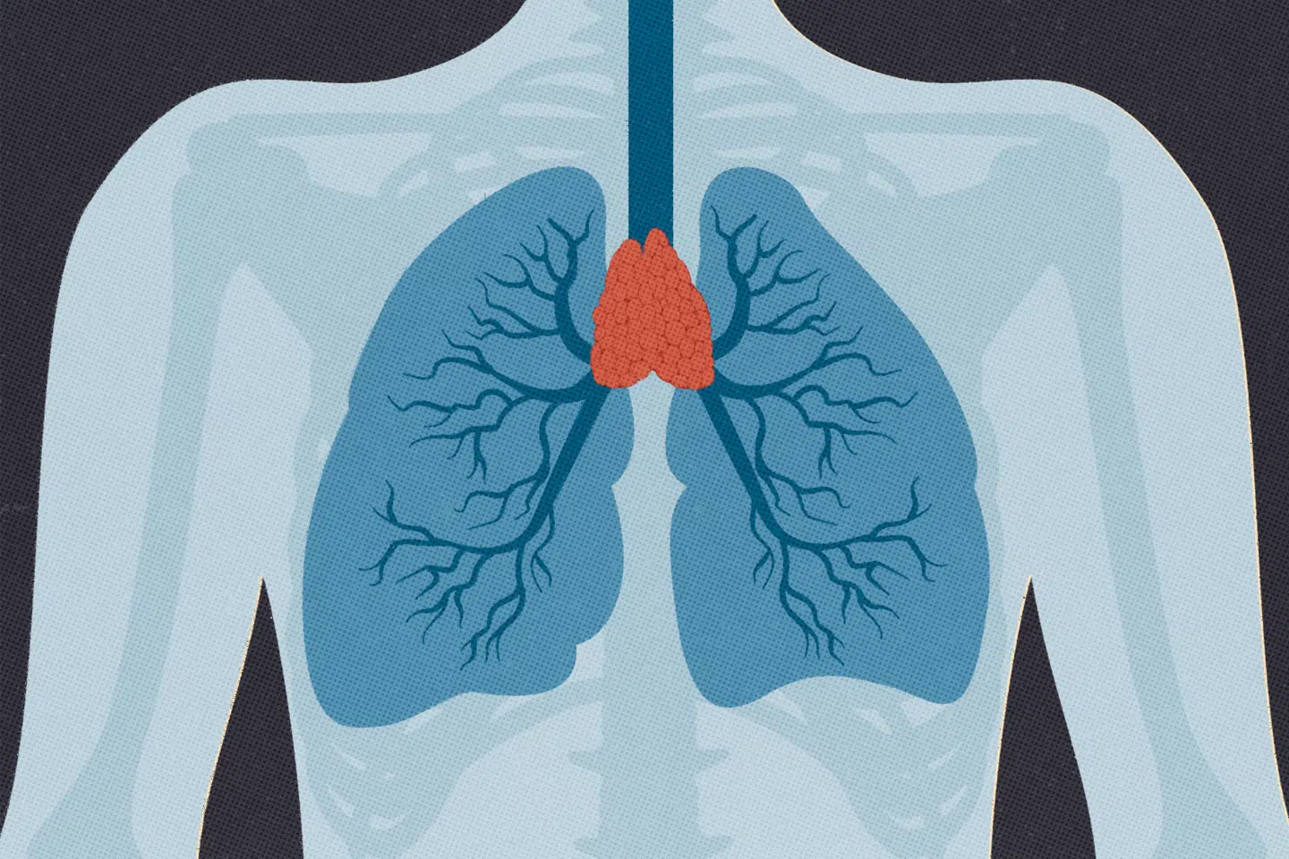 I den øverste del af brysthulen ligger »thymus« – et lille, men vigtigt organ, der kan være afgørende for vores levetid.