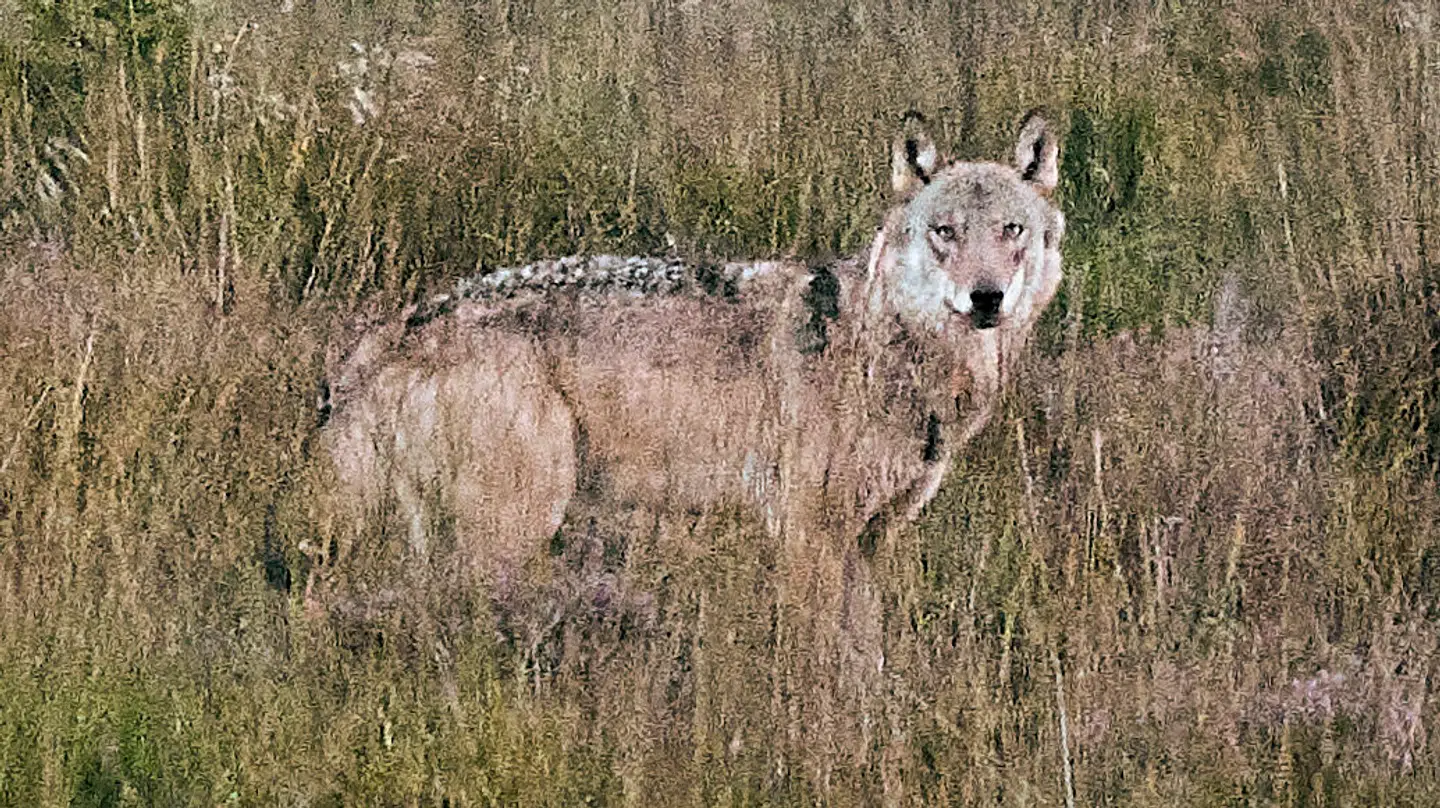 Her ses en ulv, der er spottet i den danske natur sidste år. Der er derfor ikke nødvendigvis tale om den ulv, der har været på spil ved Egtved.
