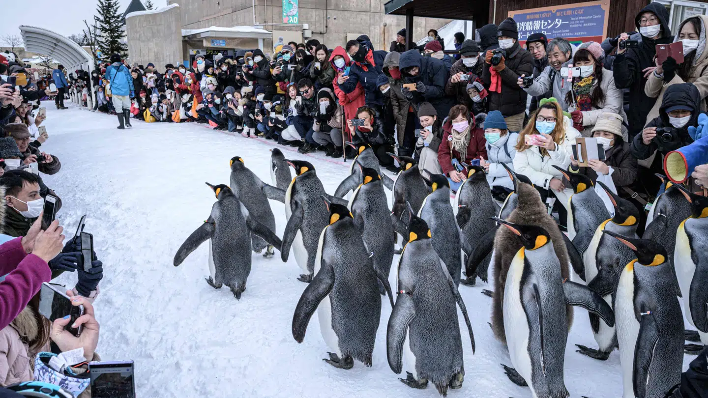Asahiyama zoo tager hvert år imod mere end en million besøgende.