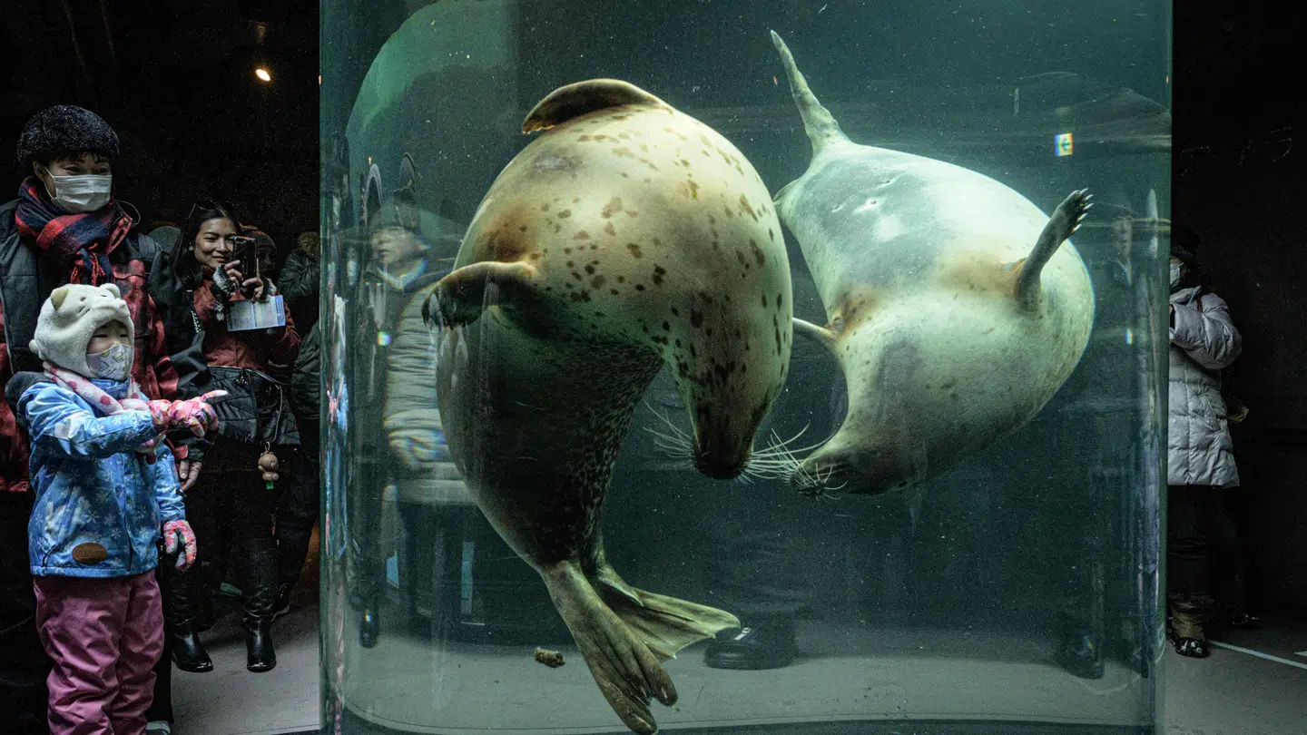 This photo taken on February 7, 2020 shows spotted seals swimmimg in a water tank at the Asahiyama zoo in Asahikawa, northern Japan. (Photo by Yasuyoshi CHIBA / AFP)