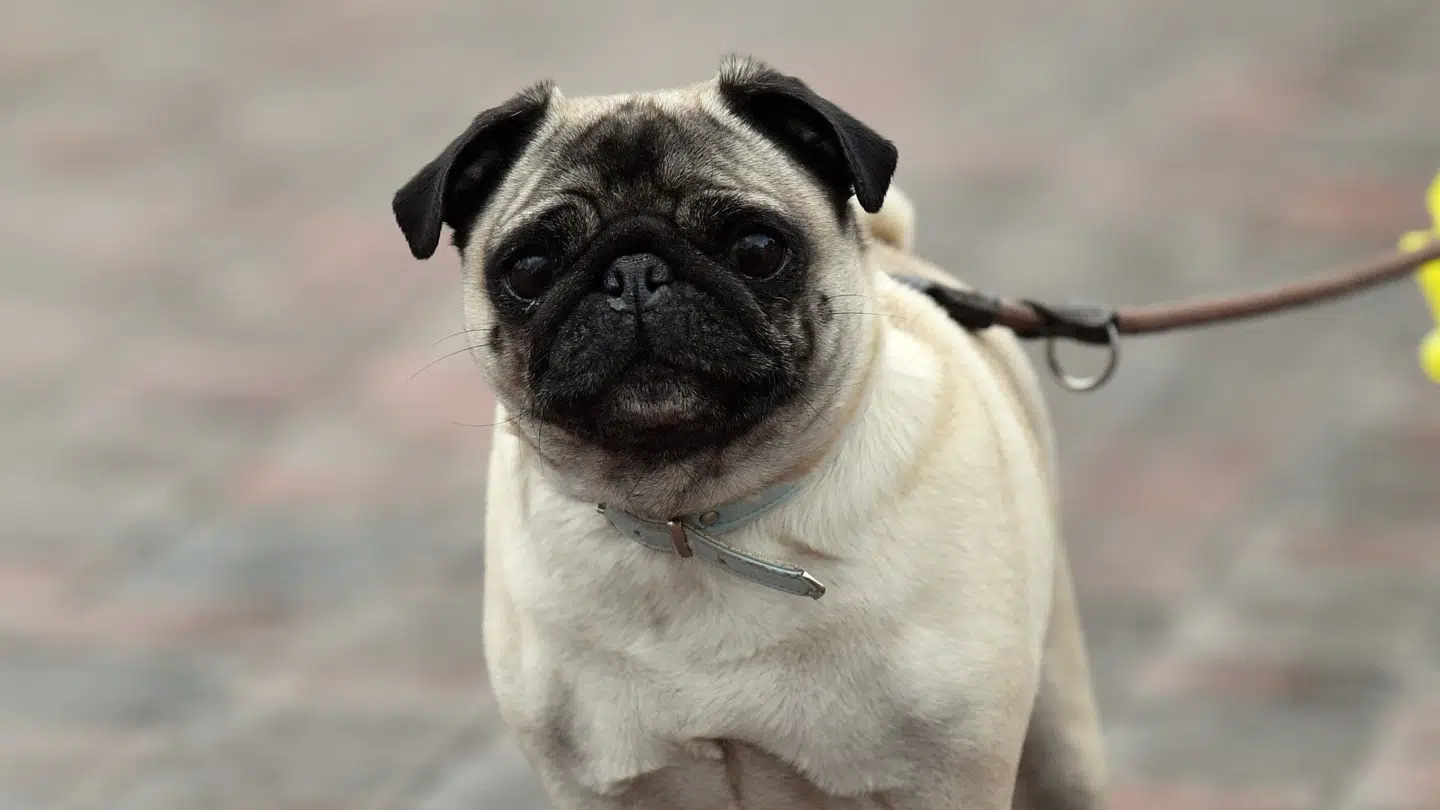 Præcis som deres ejere kan hunde blive demente med alderen.