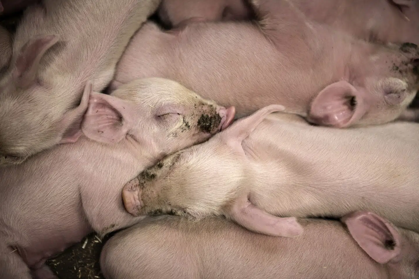 Et studie fra Aarhus Universitet viser, at der kan være forøget risiko for at blive smittet af husdyr-MRSA, hvis man bor i nærheden af en svinefarm. (Arkivfoto).