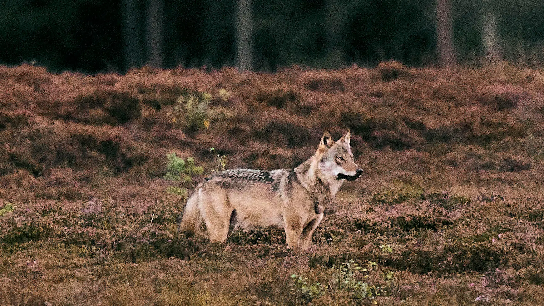 Nu kan private få lov til at skyde ulve