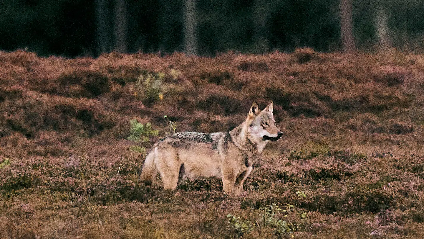 Især ved Oksbøl i vestjylland er der spottet ulve.