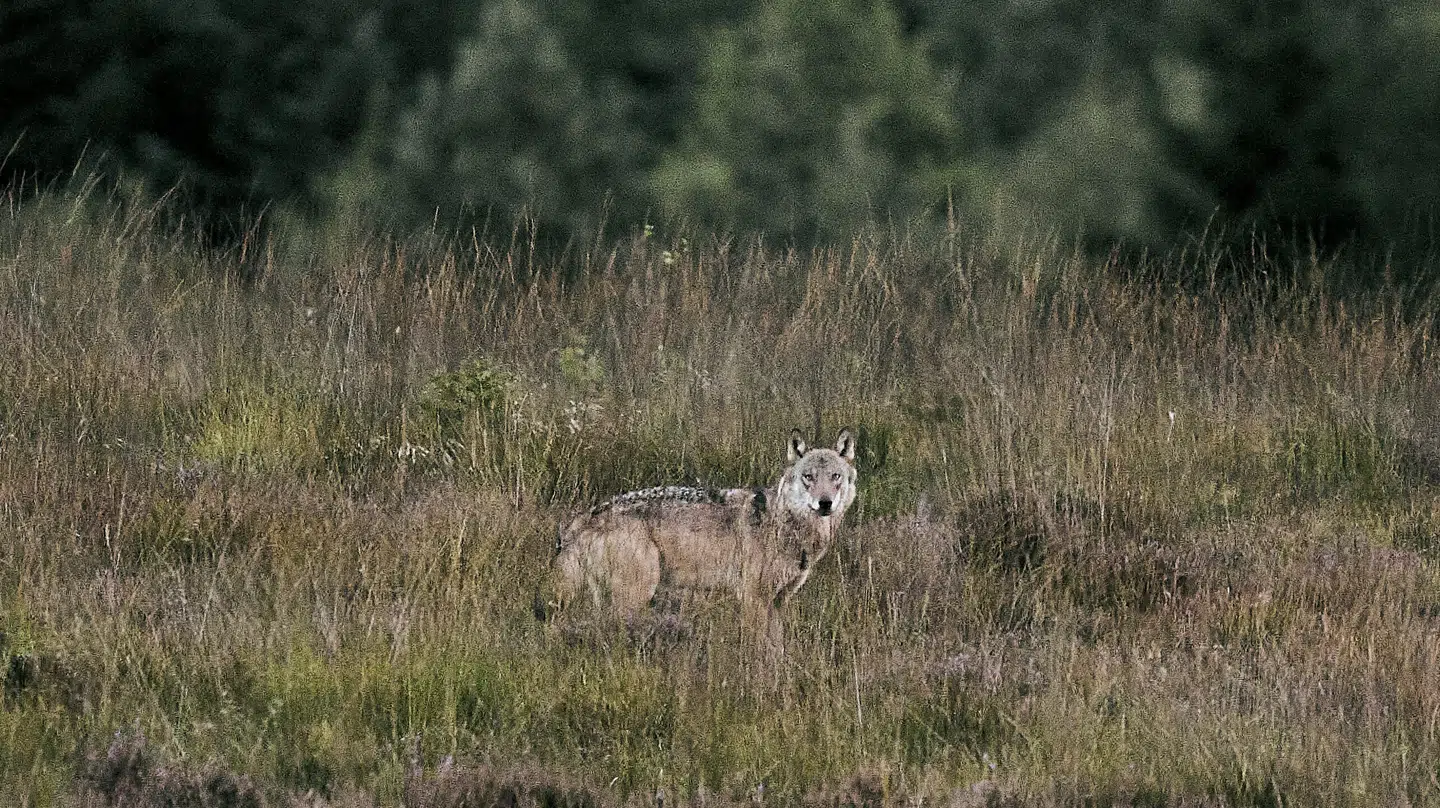 En ulv blev i marts skudt i Oksbøl, og nu er en jæger sigtet for overtrædelse af jagtloven. Billedet af en ulv i vestjysk natur er fra september sidste år. (Arkivfoto).