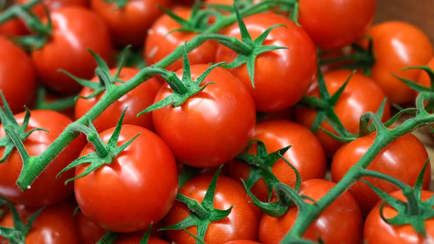 Tomater er blevet omdrejningspunktet i en strid om italiensk autenticitet.