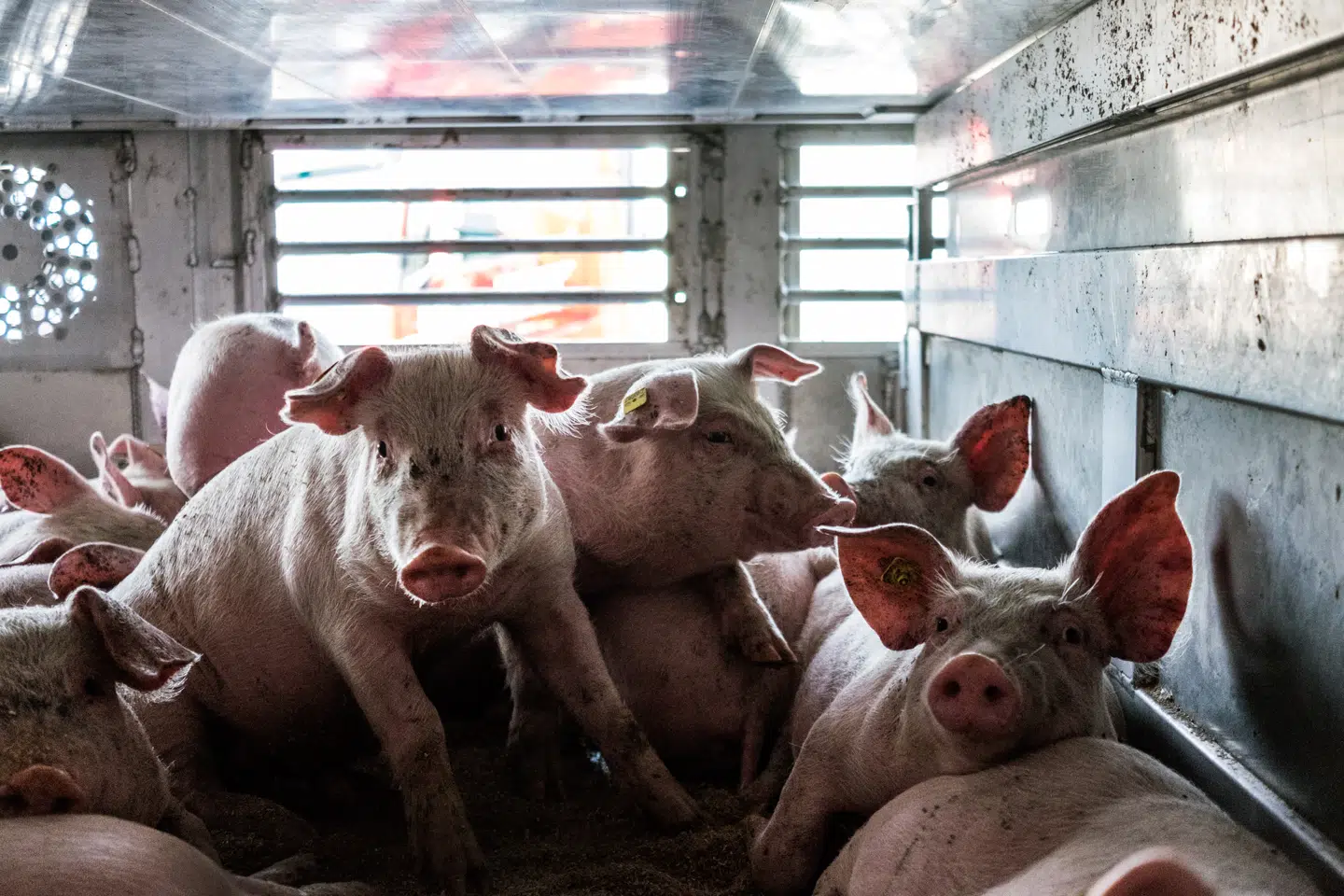 Billede taget af de danske smågrise på et af de fire lag på anhængeren til lastbil med tyske nummerplader den 17. oktober 2018. Foto: Dyrenes Beskyttelse