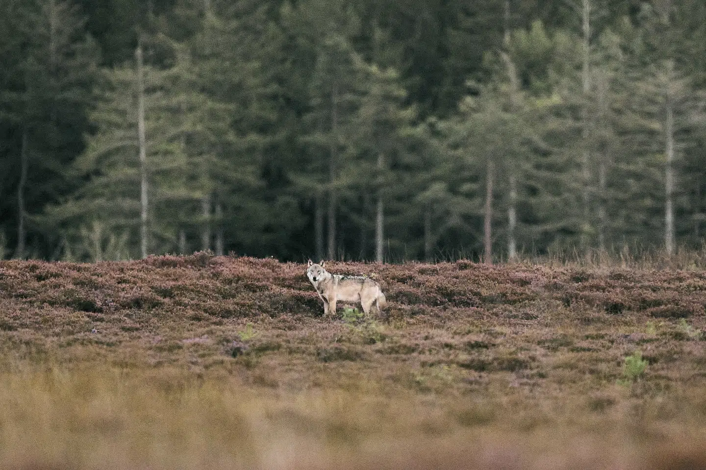 Ulv fotograferet i Vestjylland i september 2025. Ulve må kun skydes, hvis de regnes som problemulve, og der er givet tilladelse. (Arkivfoto).