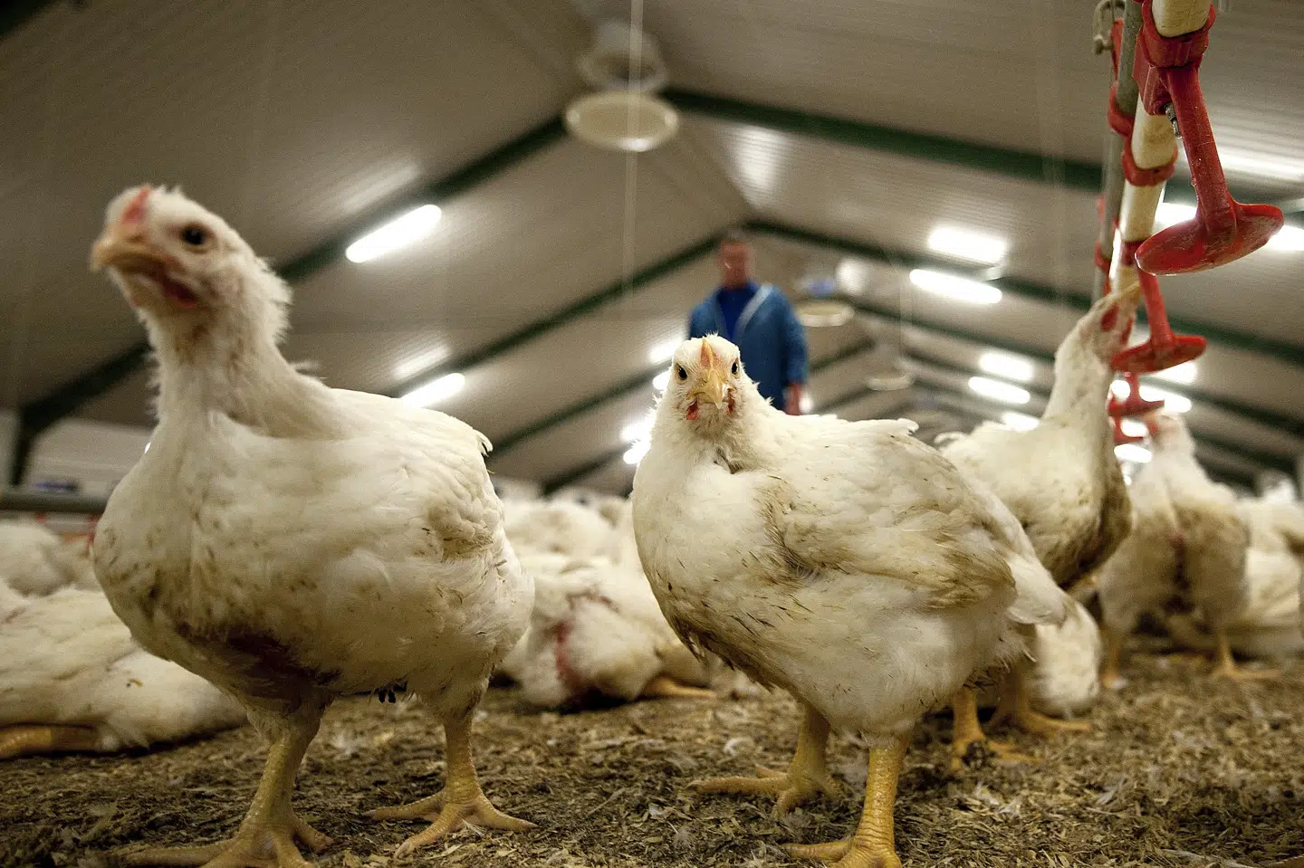 Der produceres cirka 120 millioner slagtekyllinger om året i Danmark. (Arkivfoto).