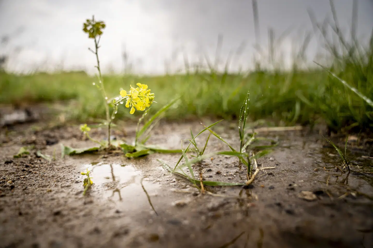 Mandag kan der stedvist falde mellem 15 og 20 millimeter. De største mængder vil falde på Lolland-Falster og det sydlige Sjælland, siger Klaus Larsen, der er vagthavende meteorolog ved Danmarks Meteorologiske Institut (DMI). (Arkivfoto).