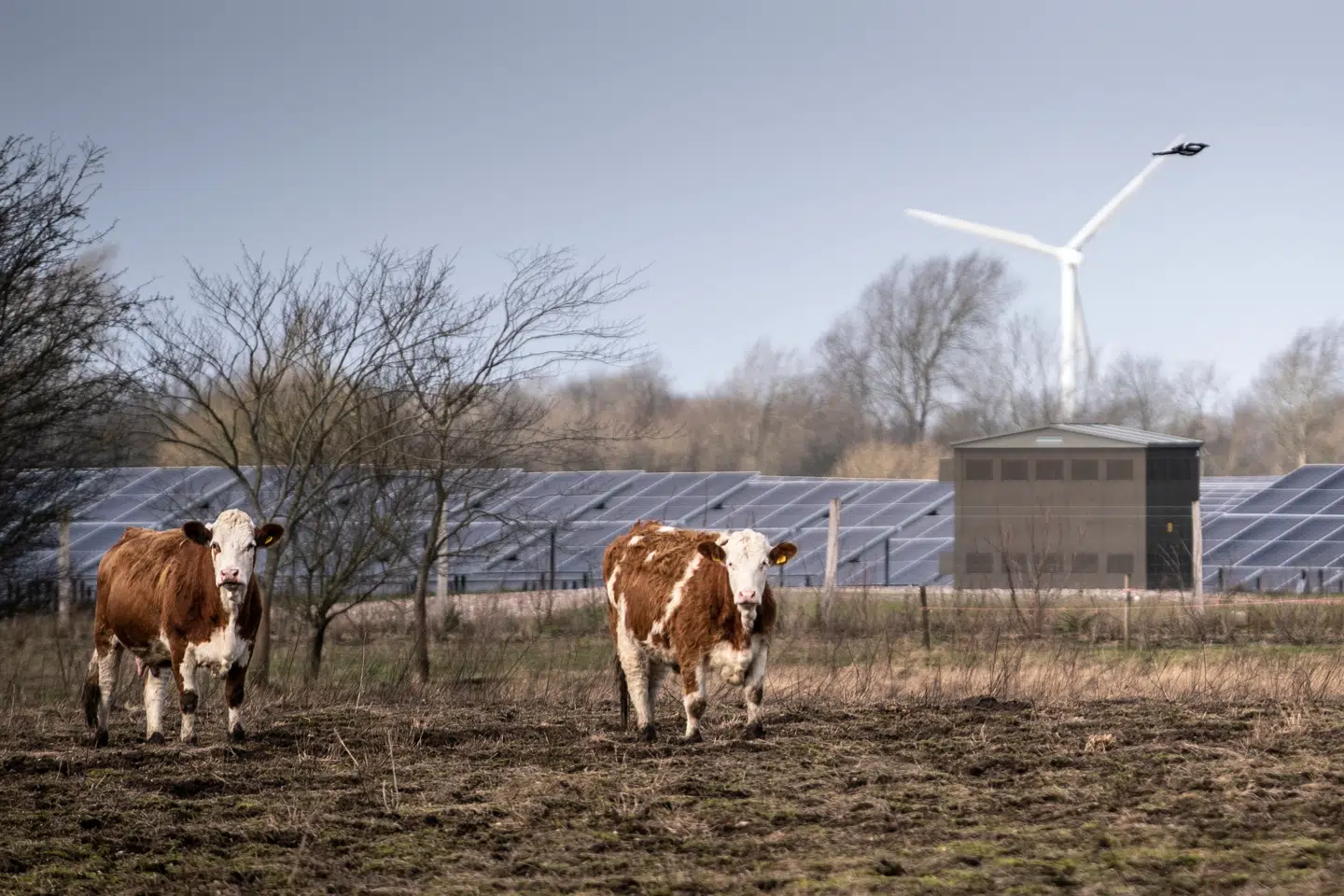 Det er ikke nok med teknologi, økonomi og regulering i den grønne omstilling. Der mangler også deltagelse, ejerskab og fair bytteforhold mellem by og land, lyder det i denne kronik. Foto: Mads Claus Rasmussen/Ritzau Scanpix