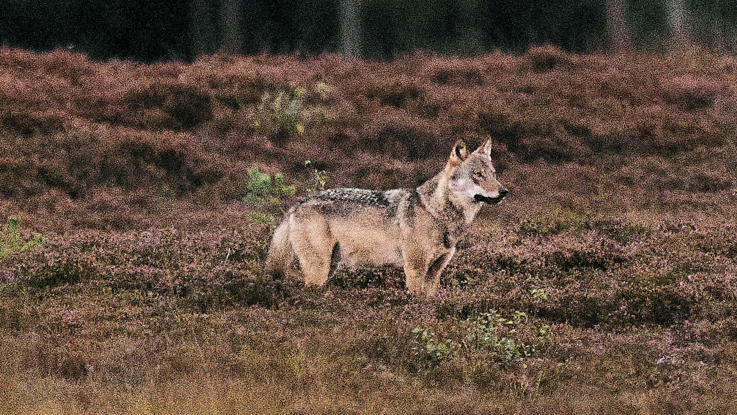 Arkivfoto af vild ulv i Vestjylland.