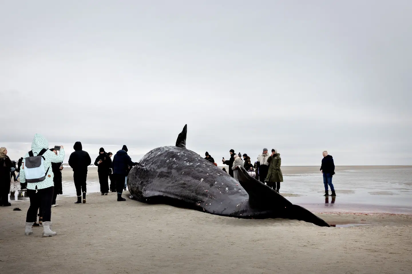 En hval, der formodes at være død, er strandet ved Anholt. Også tidligere på året strandede flere hvaler rundtomkring i Danmark. Blandt andet ved Blåvandshuk i februar, hvor billedet stammer fra. (Arkivfoto).