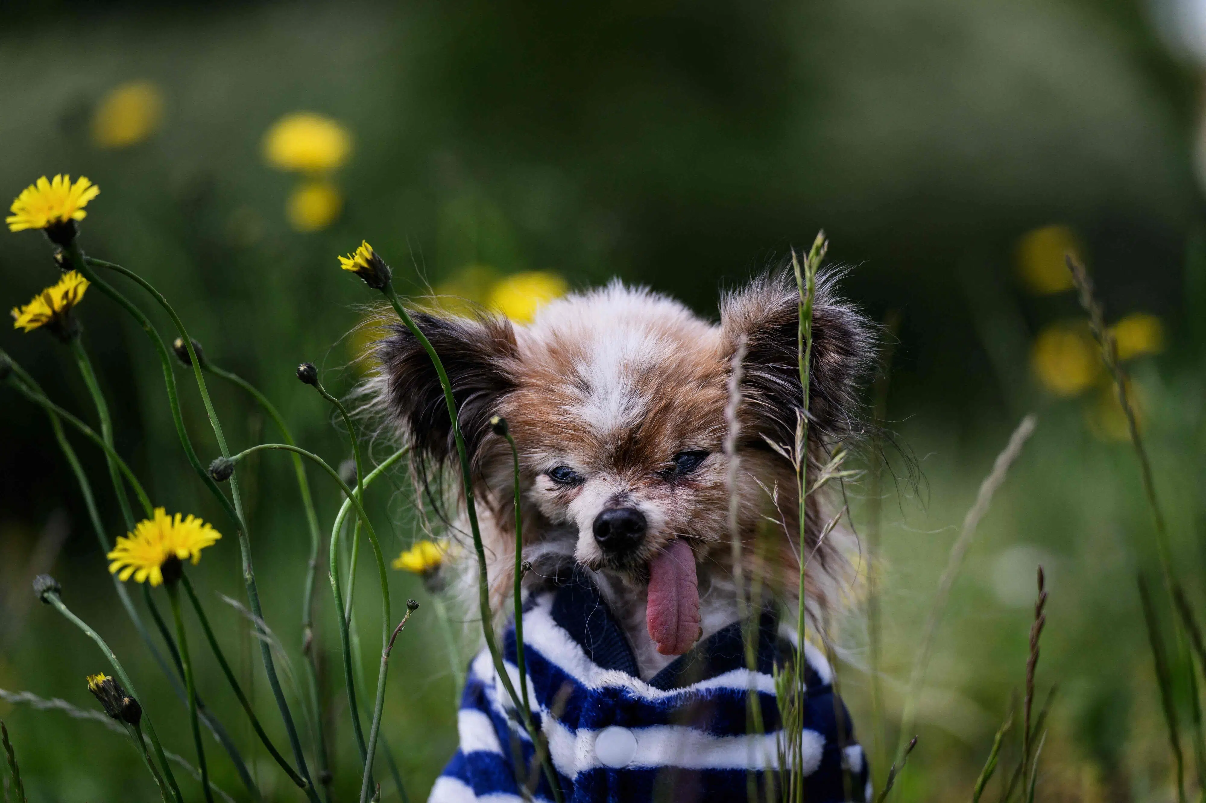 Verdens måske ældste hund er død i en alder af 30 år
