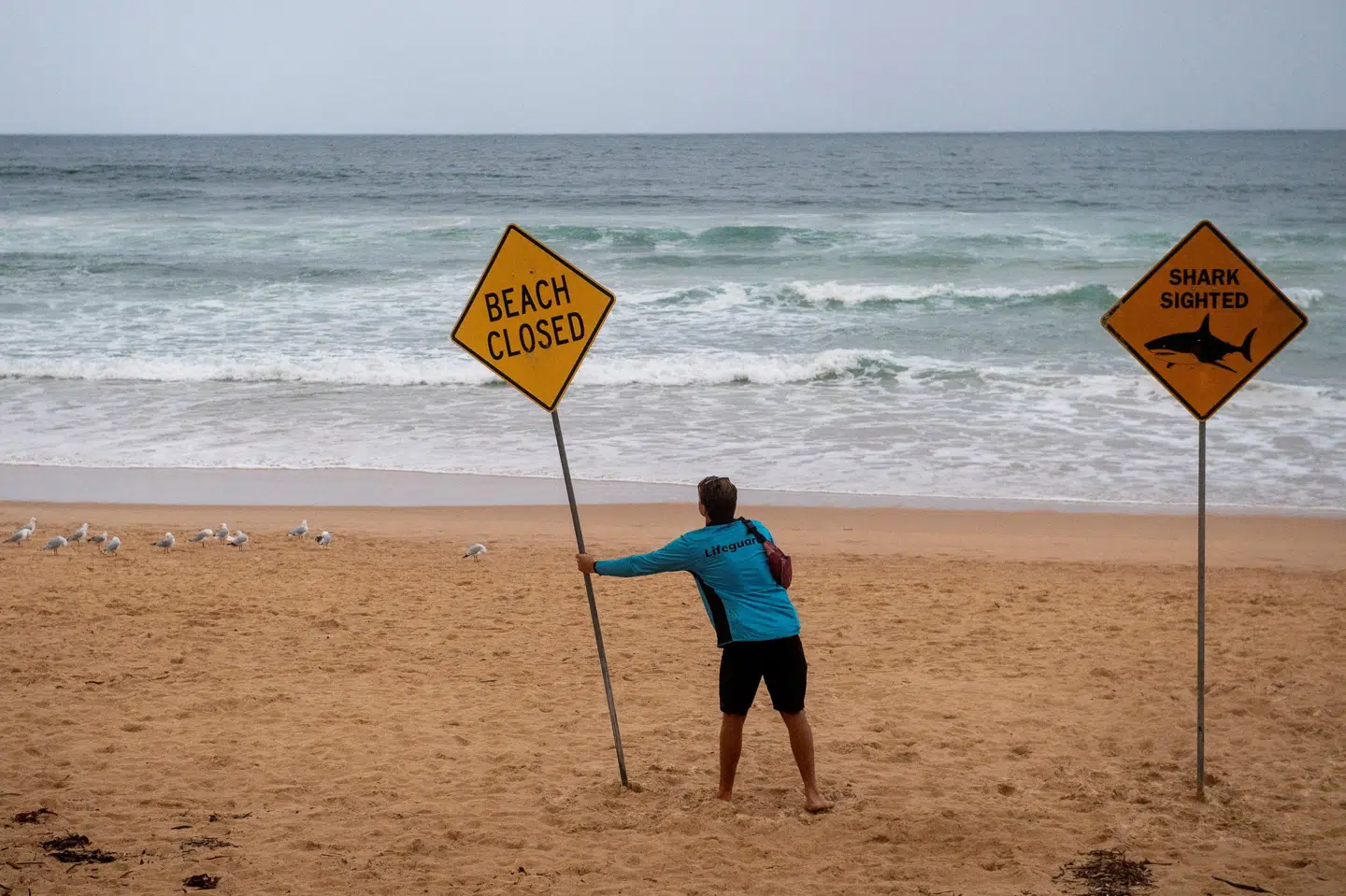 En livredder sætter i et billede fra januar skilte op for at advare mod hajer på Manly Beach i det nordlige Sydney efter en serie af hajangreb inden for få dage. (Arkivfoto).