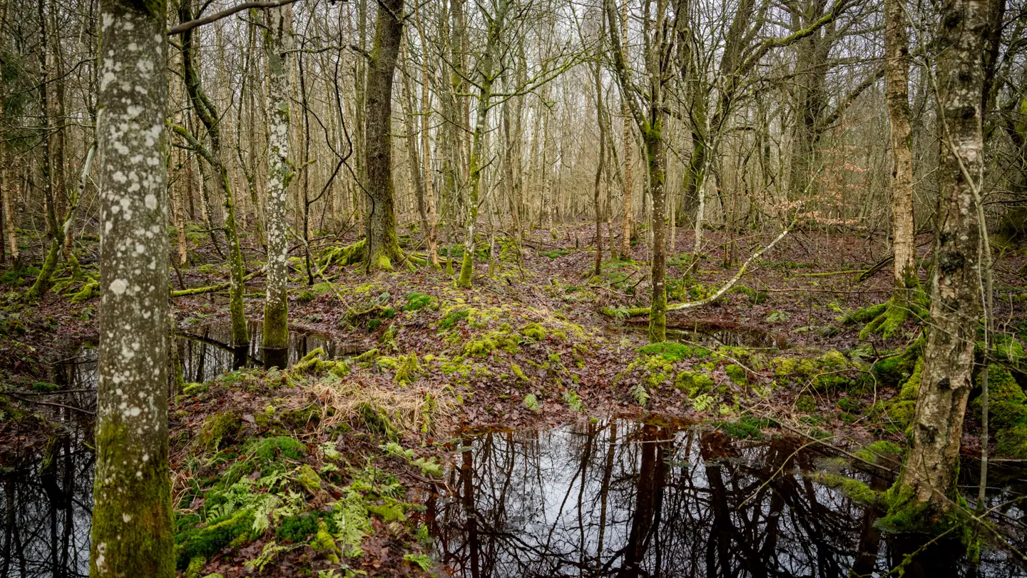 Flere frygter skoven og den fri natur. Her er det Lerbjerg Skov i Lejre.