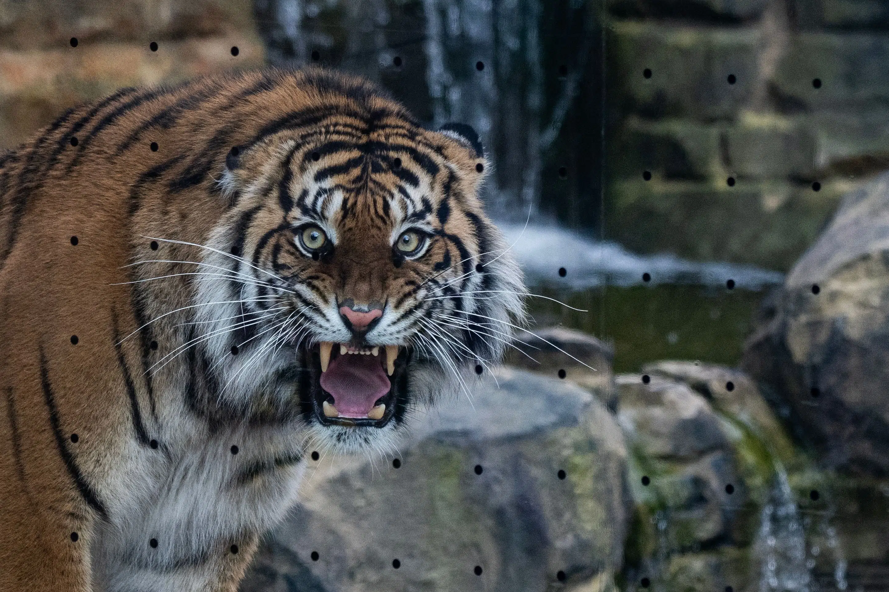 Tysk politi skyder undsluppen tiger nær Leipzig