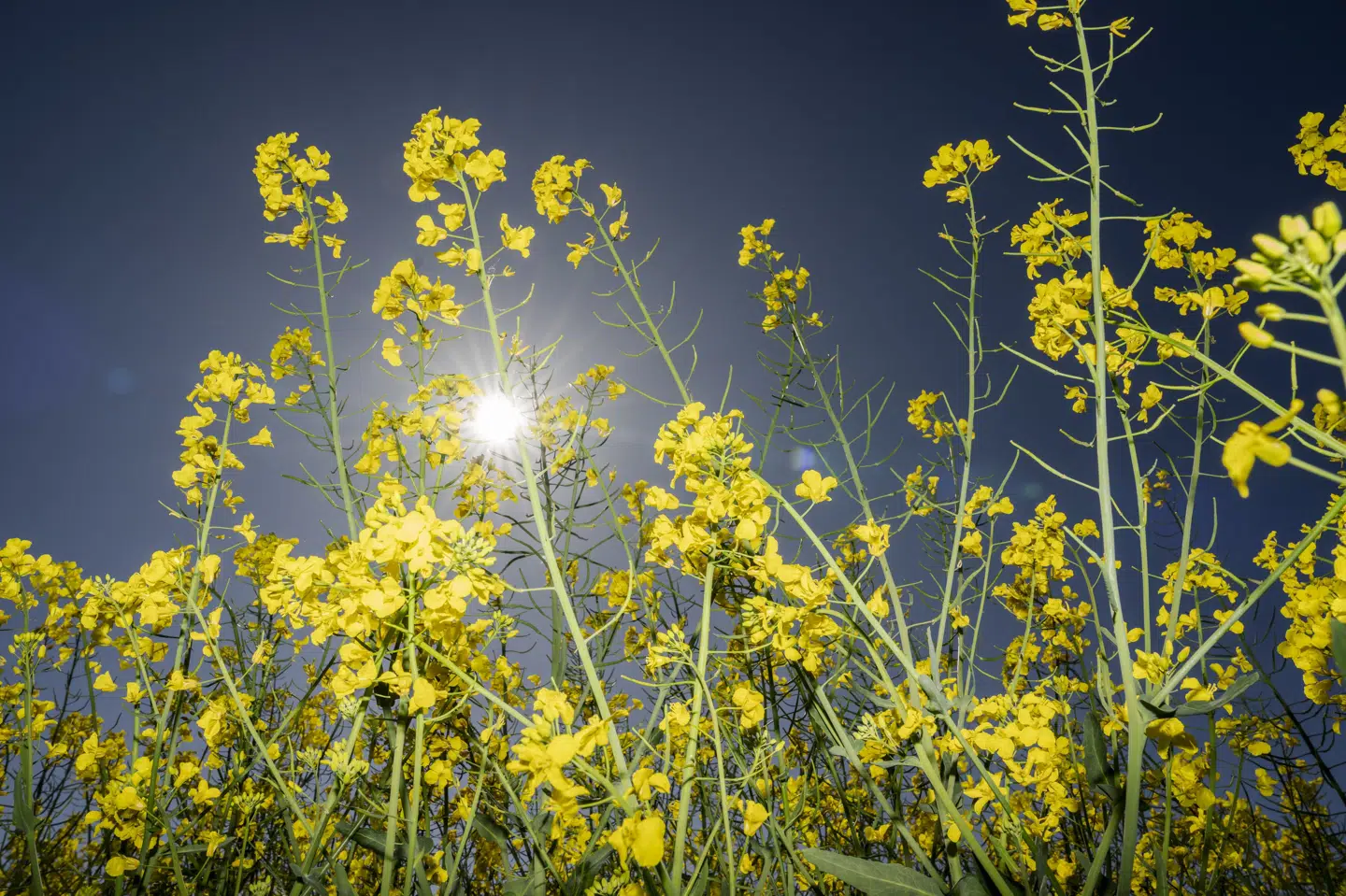 I slutningen af ugen giver vejret god grund til at finde parasol og solcreme frem, fortæller vagthavende meteorolog ved DMI mandag morgen. (Arkivfoto).