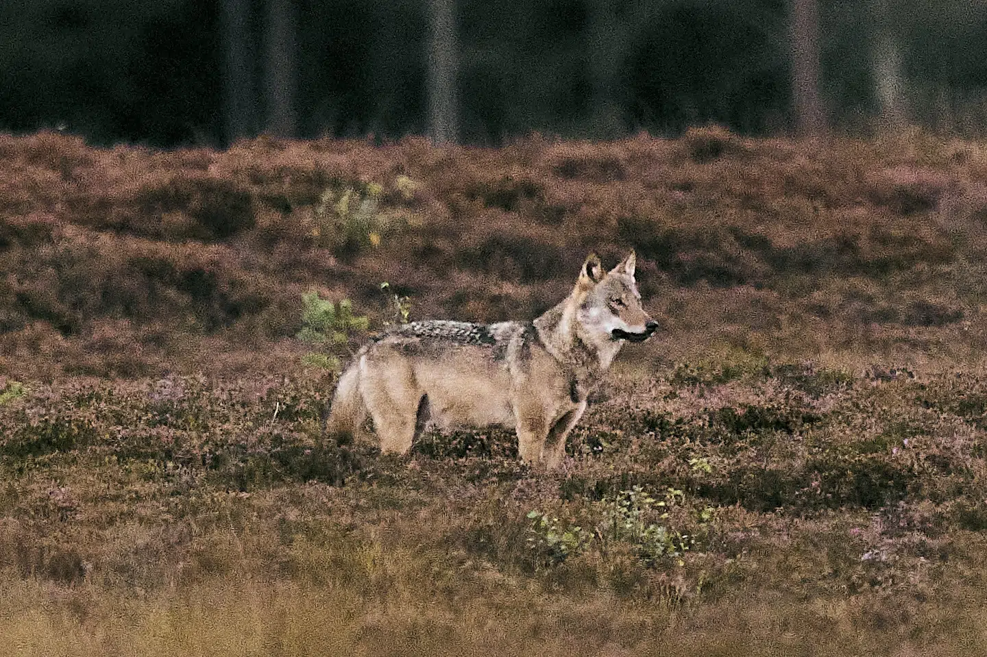 Ulven genindvandrede i den danske natur i 2012, og det seneste skøn lyder på 49 voksne ulve - alle i Jylland. (Arkivfoto).