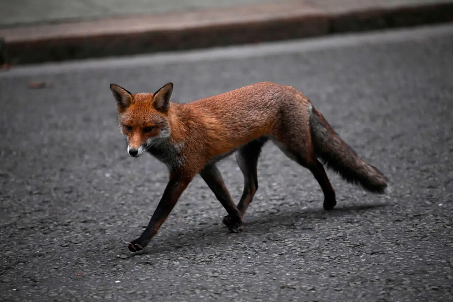 Storbydyr fører sig frem med større selvsikkerhed end deres artsfæller på landet. Her en ræv på Downing Street i London. Foto: Daniel Leal, Scanpix