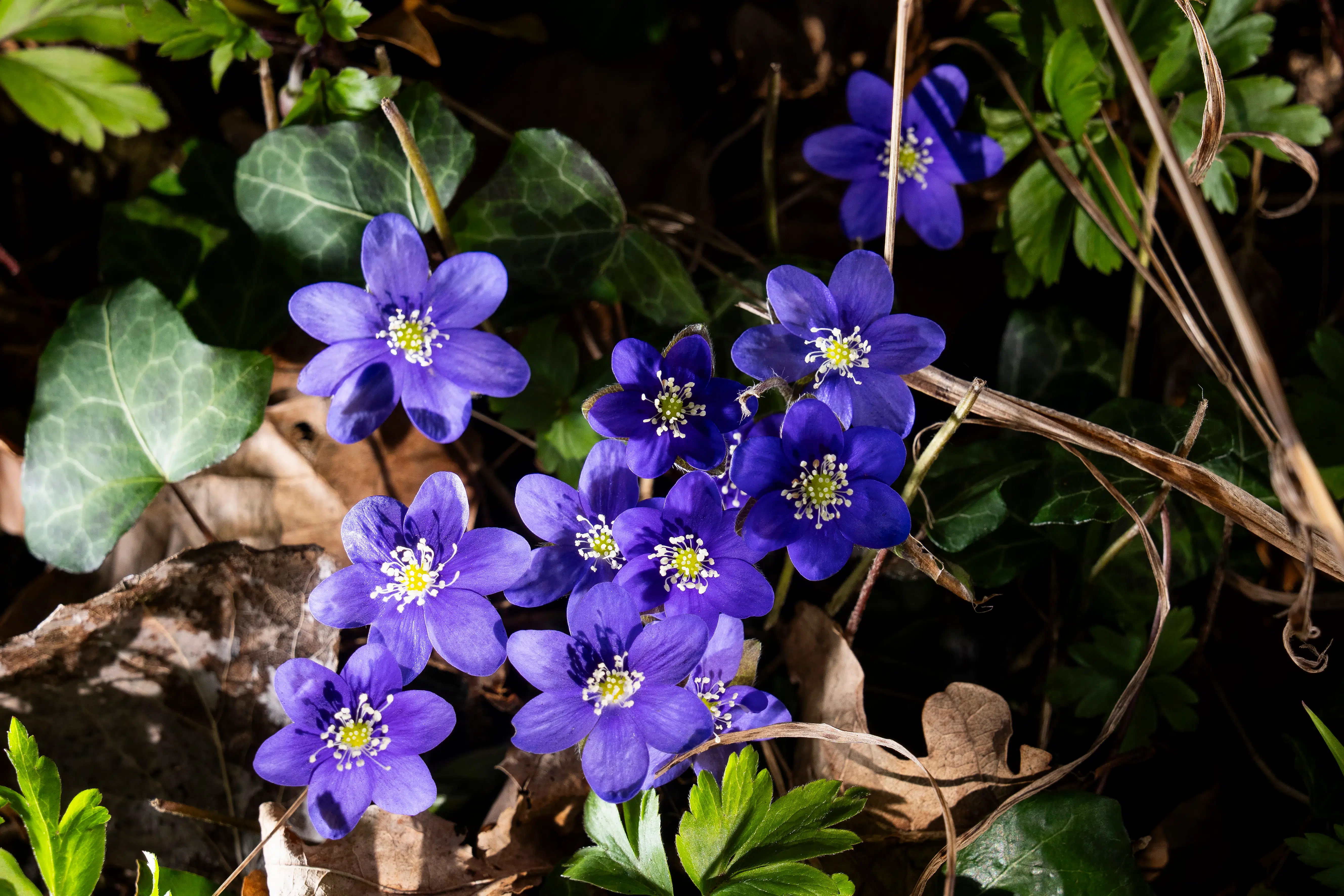 Er du rigtig klog: Hvad ved du om blomster i den danske have?