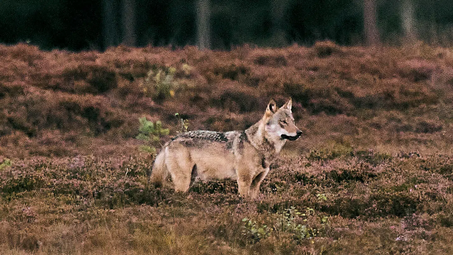 Nu tyder meget dog på, at endnu flere ulve er på vej til Jylland.