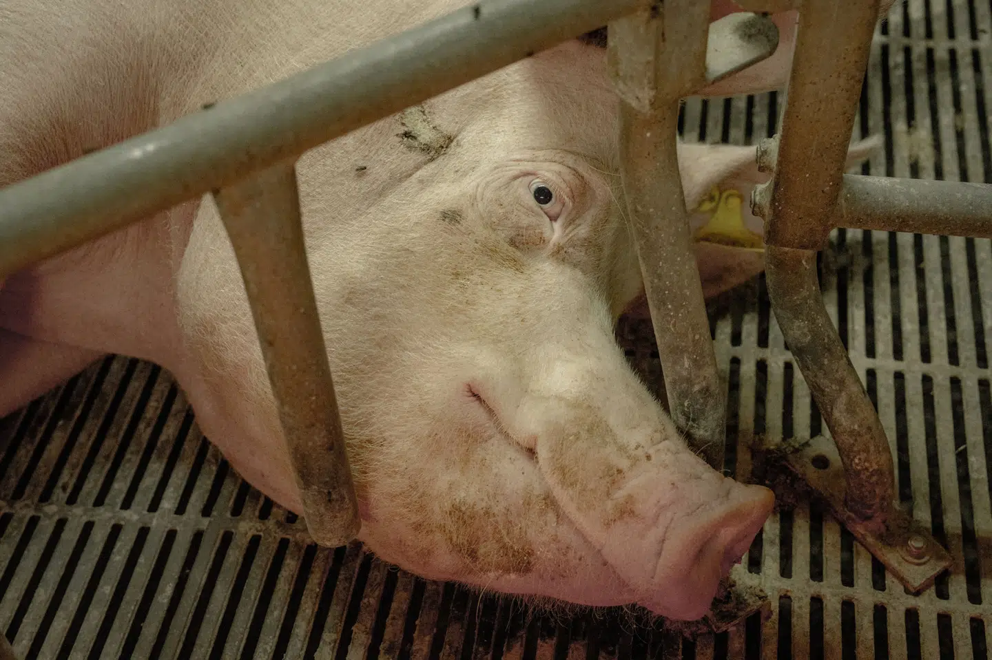 Højesteret skal kigge på optagelser fra danske svinestalde, som indgår i en TV 2-dokumentar. (Arkivfoto).