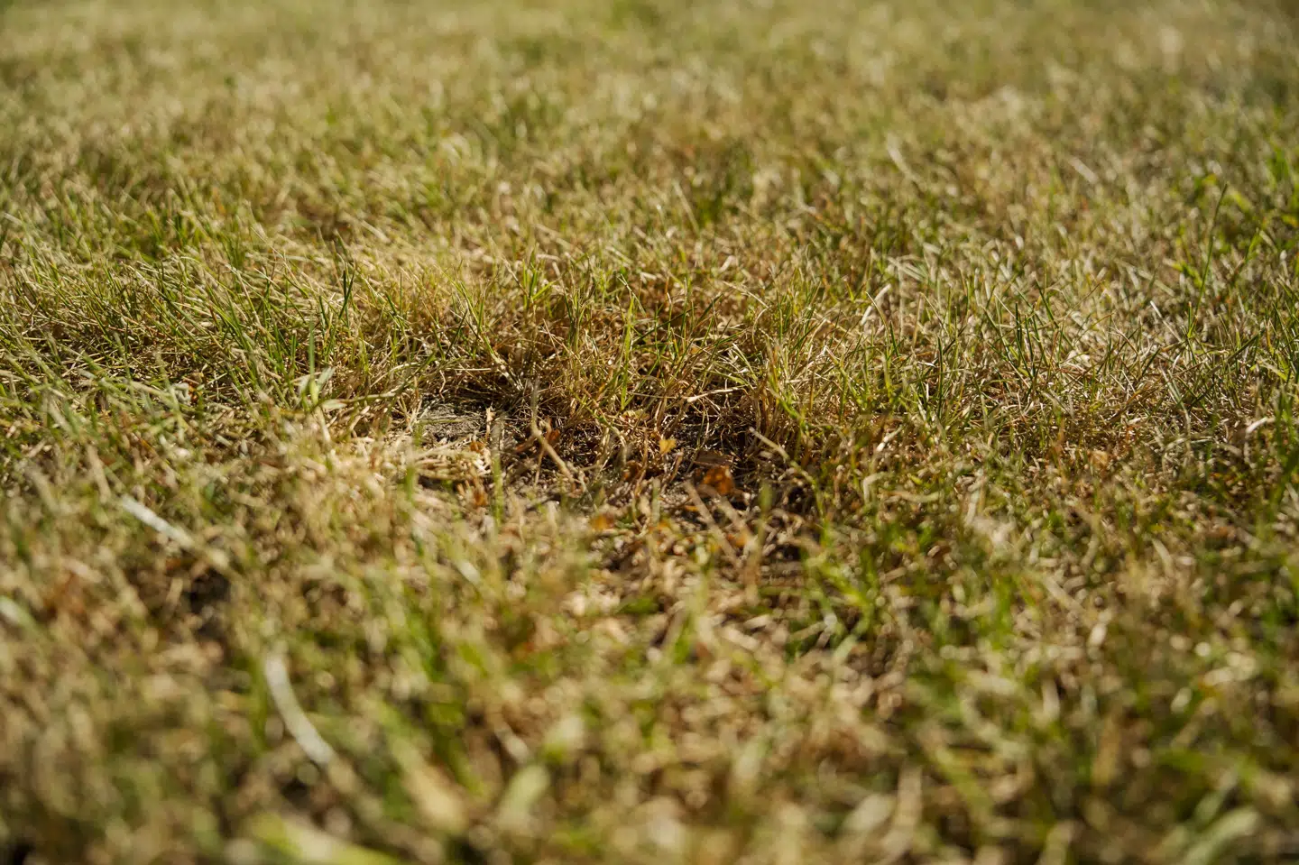 Sidste sommer var knastør. (Arkivfoto).