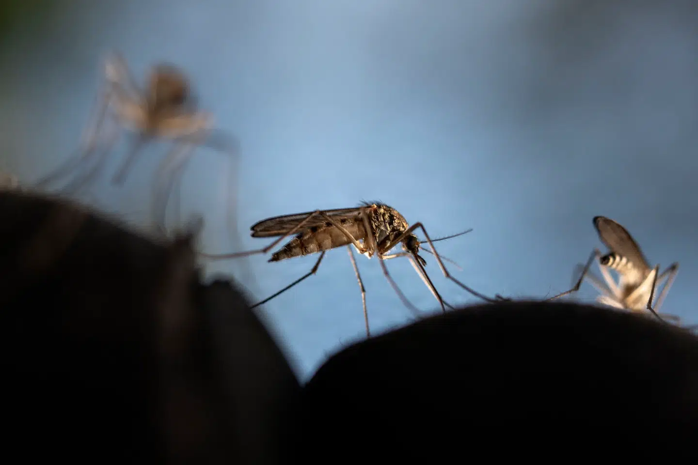 Den tropiske virussygdom chikungunya spredes via myg og kan i værste tilfælde give mangeårige ledsmerter. Foto: Olivier Morin