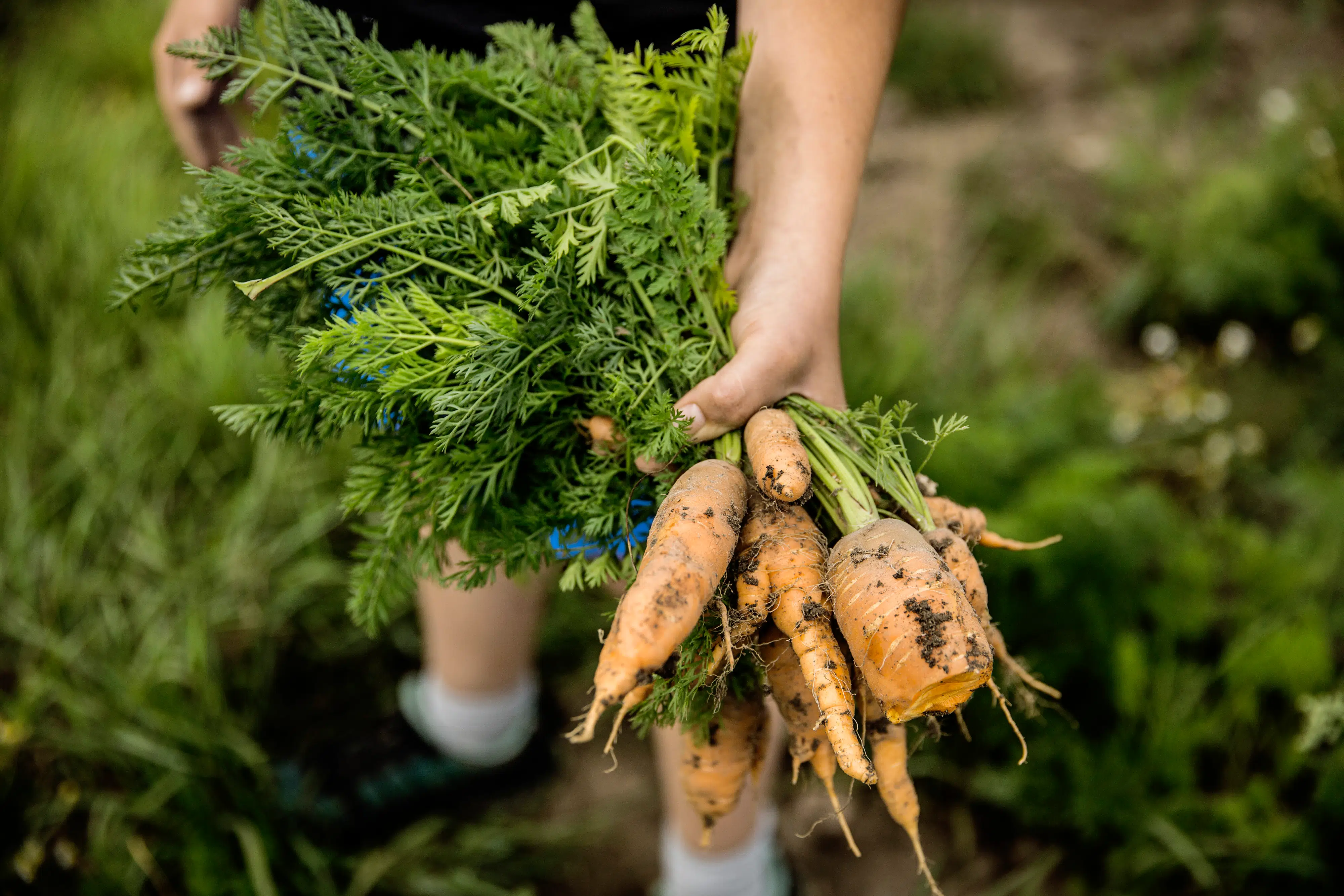 Organic farmer calls Danish green tech subsidies 'absurd'