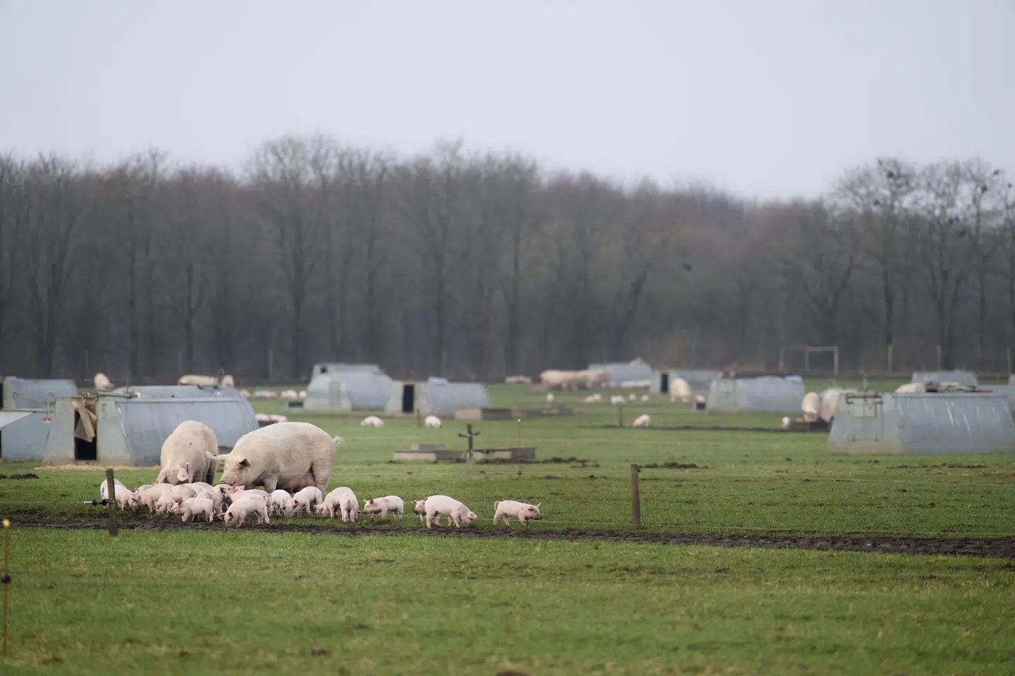 Dyrenes Beskyttelse vil blandt andet opfordre forbrugere til et mere plantebaseret forbrug. (Arkivfoto).