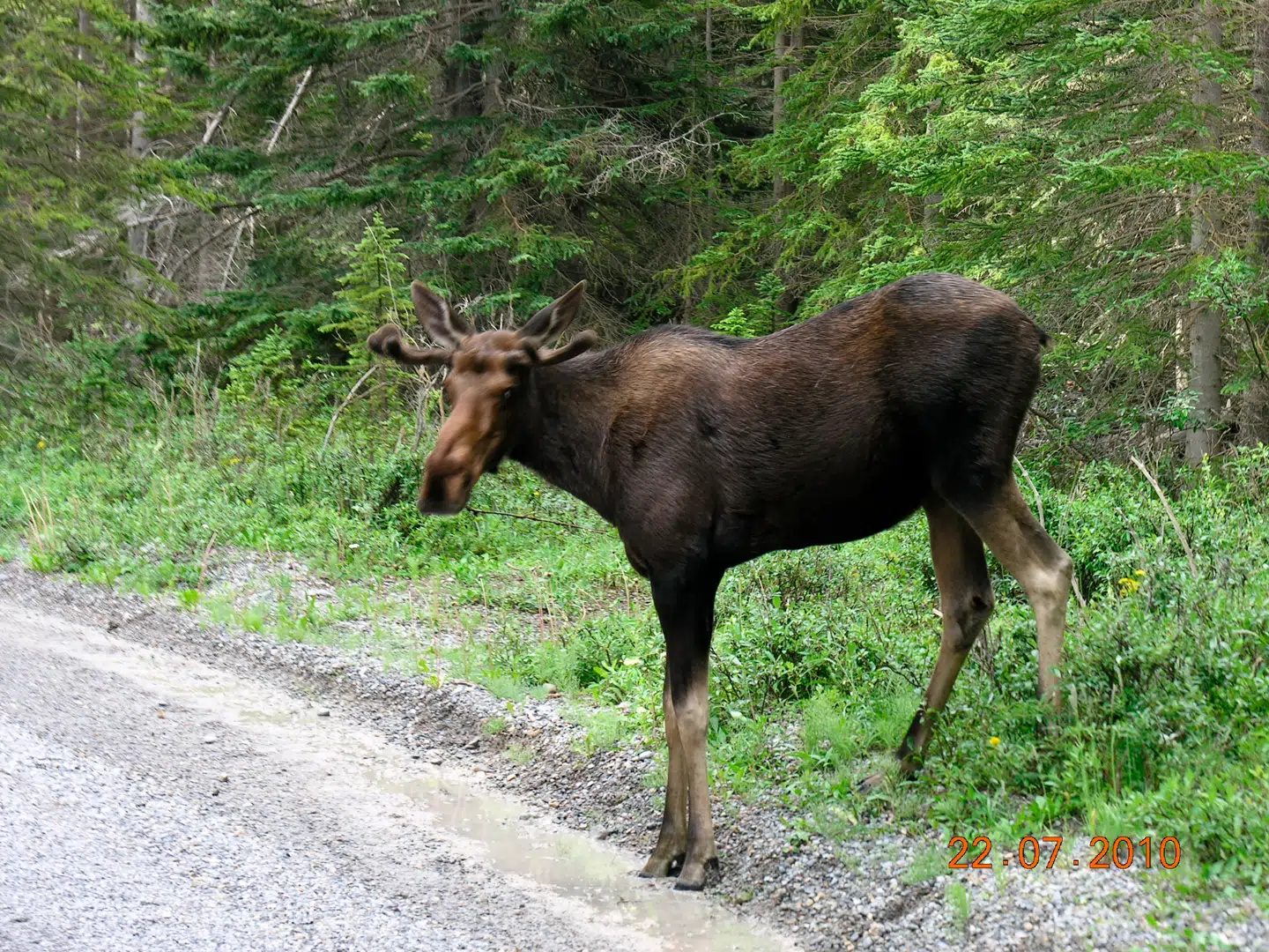 Dette er ikke den omtalte elg, men et arkivfoto af en elg i Canada.