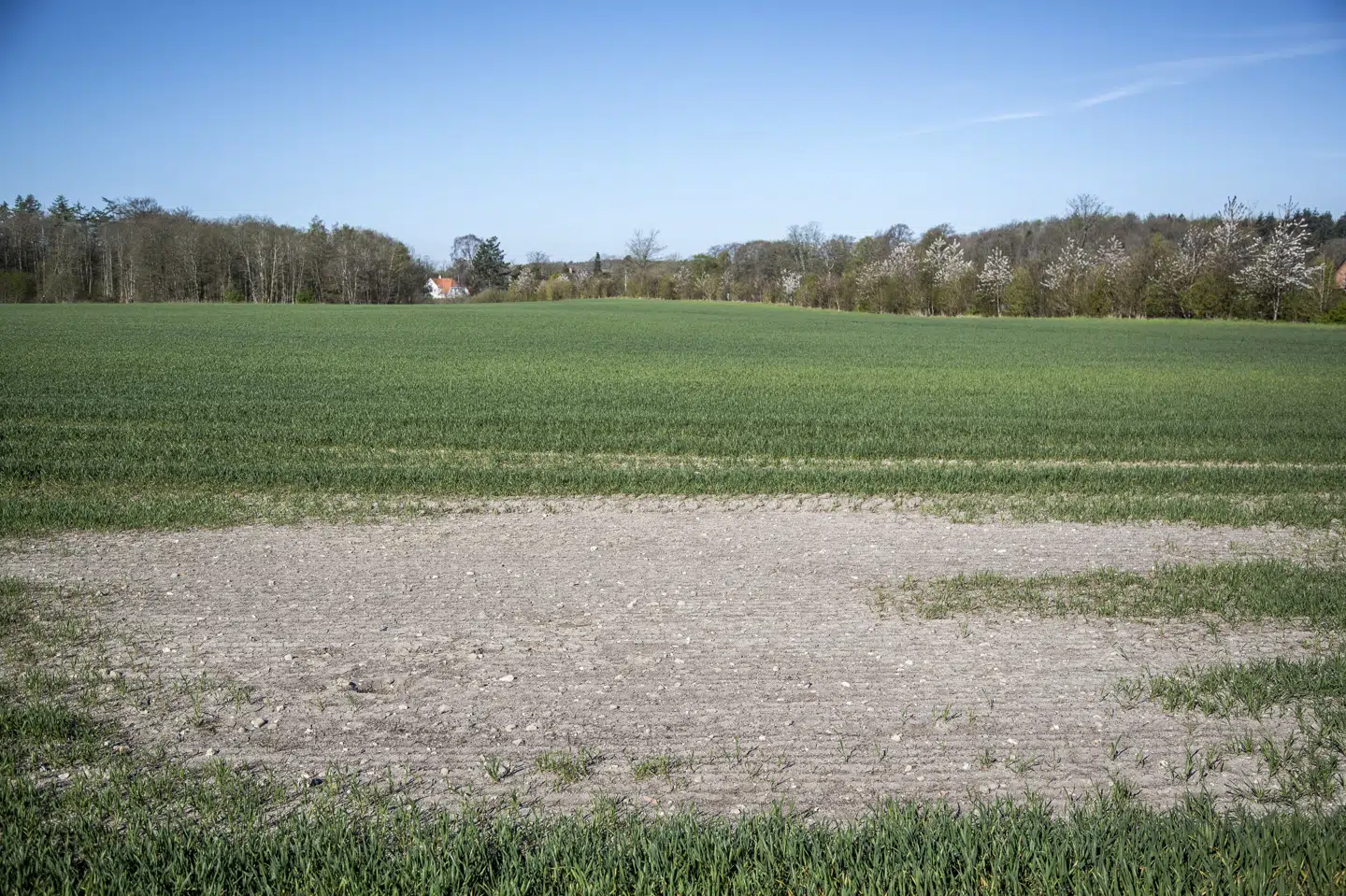 Jorden er meget tør rundtomkring i Danmark efter et forår med kun lidt nedbør. Særligt i den nordlige og østlige del af Danmark er det meget tørt. I 2020 var disse marker mellem Roskilde og Ringsted på Sjælland plaget af tørke. (Arkivfoto).