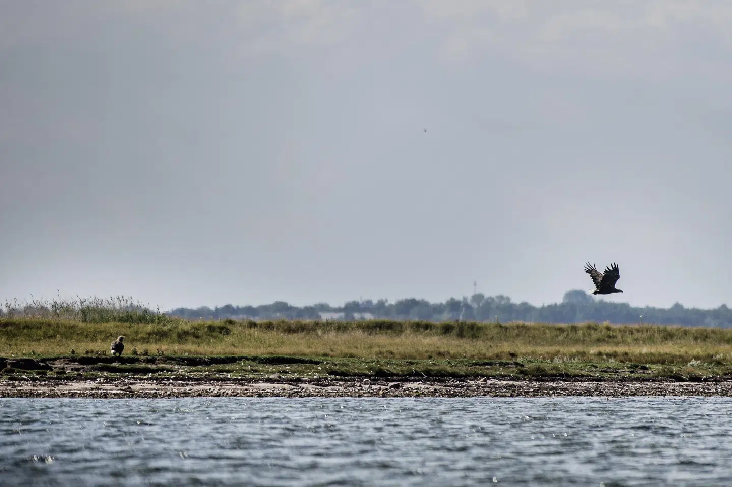 Der er millioner af kroner på vej til et stort naturgenopretningsprojekt, der skal forbedre livsbetingelser for havdyr og planter i Det Sydfynske Øhav. (Arkivfoto).