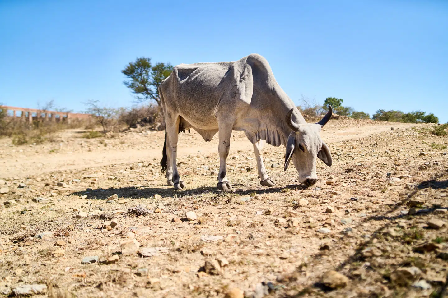 El Niño øger risikoen for mindre nedbør og tørke i nogle regioner og generelt højere temperaturer på verdensplan. (Arkivfoto).