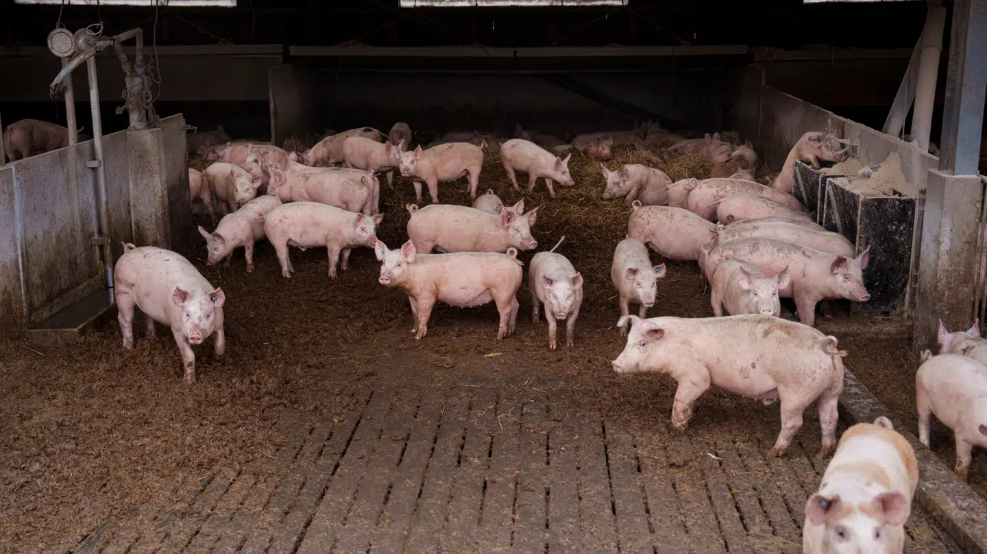 Ifølge Danmarks Naturfredningsforening produceres der årligt 40 millioner svin i Danmark.