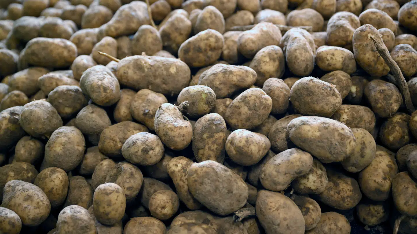 Den europæiske pommes frites-branche er i krise.