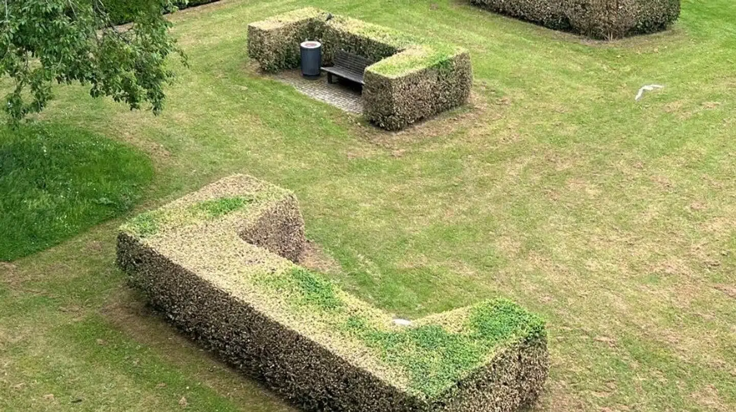 De er hårdt ramt af buksbomhalvmøl-larven i Gladsaxe, hvor man ser gule og tørre buksbomhække og planter mange steder, blandt andet i Rådhushaven ud mod Søborg Hovedgade.