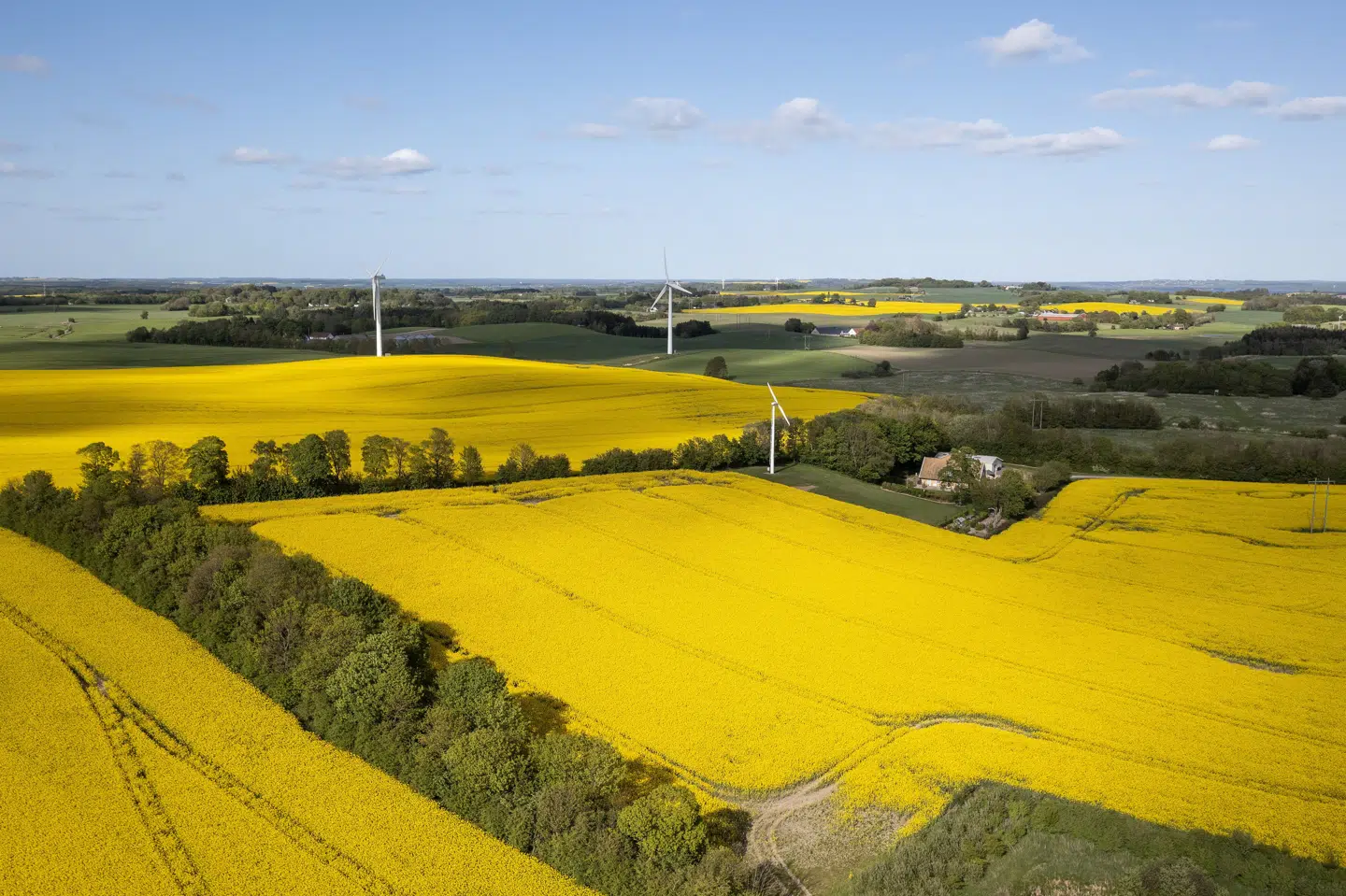 Flere hundredtusind hektar skal i fremtiden omdannes til skov gennem den grønne trepart. (Arkivfoto).