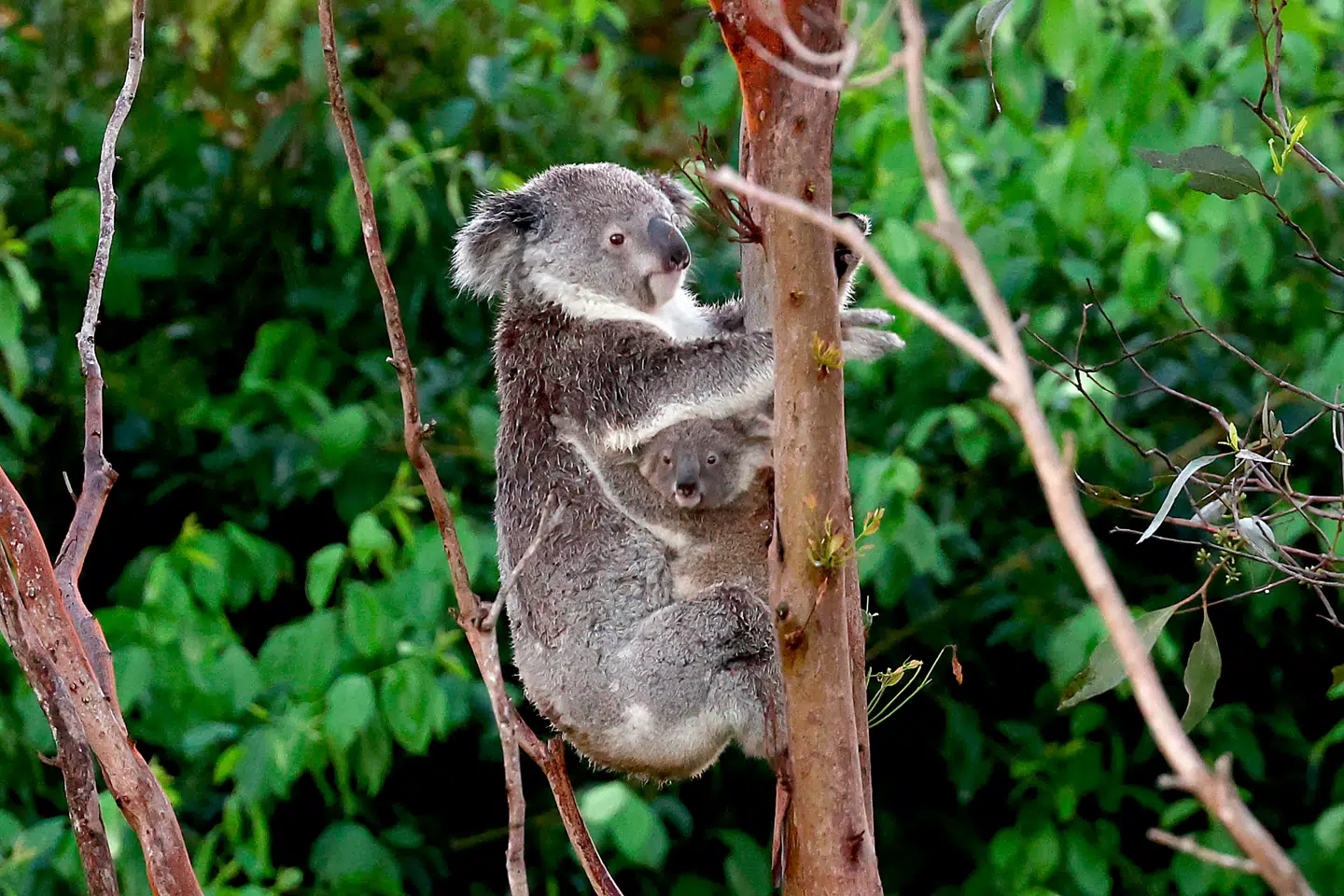 Koalaens historie går over 100.000 år tilbage. Foto: David Gray, Scanpix